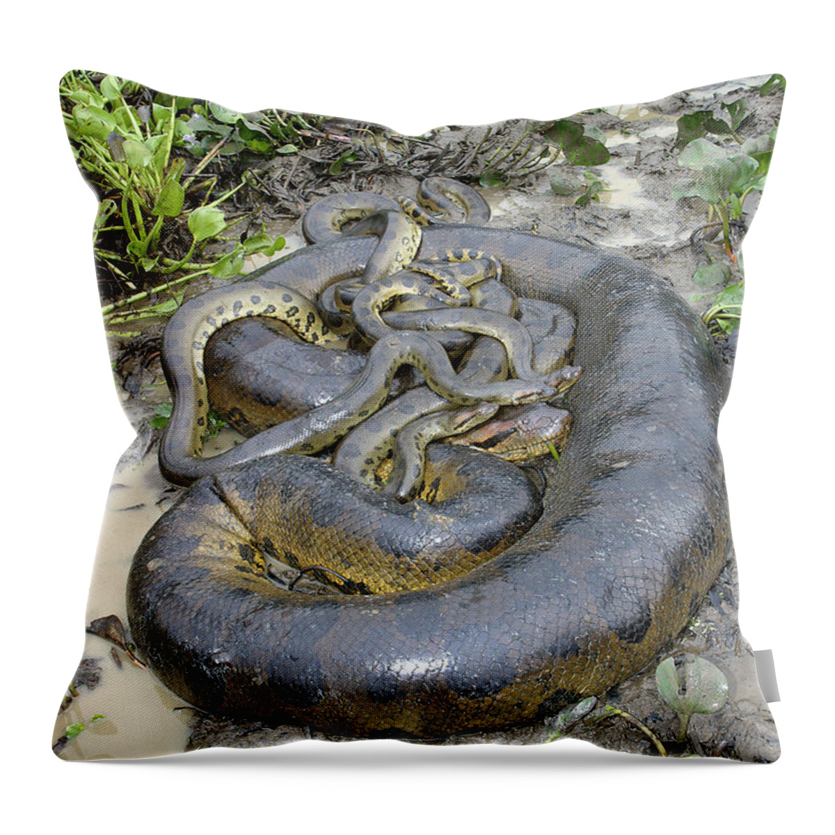 Green Anaconda Throw Pillow featuring the photograph Green Anacondas by M. Watson