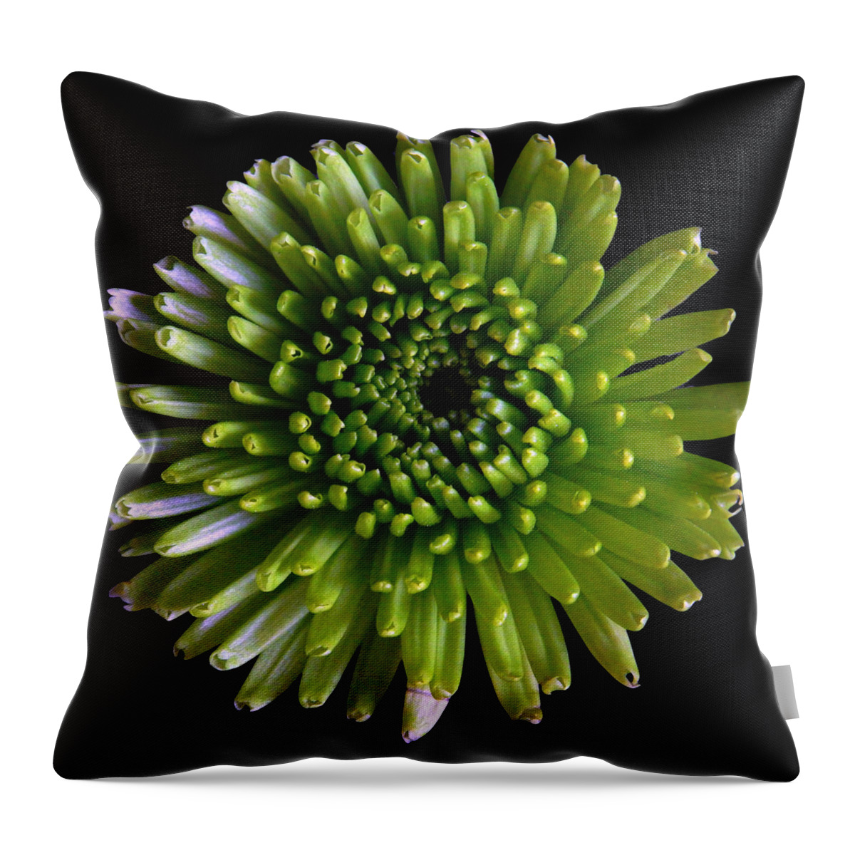 Flowers Throw Pillow featuring the photograph Green Chrysanthemum Still Life Flower Art Poster by Lily Malor