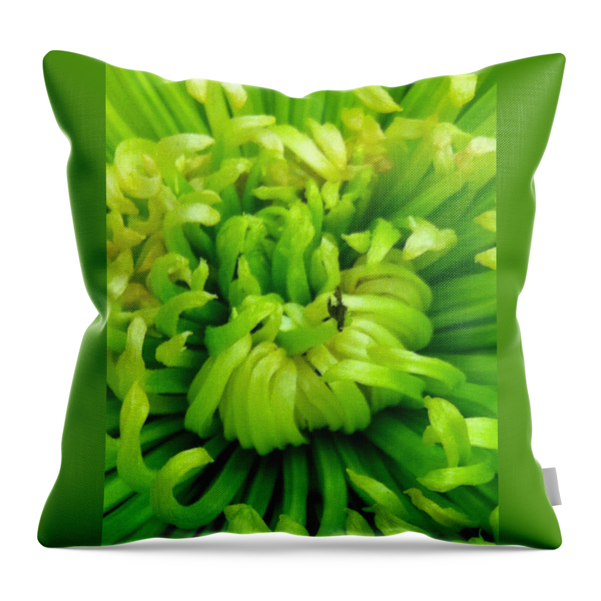 Green Throw Pillow featuring the photograph Green Chrysanthemum by Marian Lonzetta