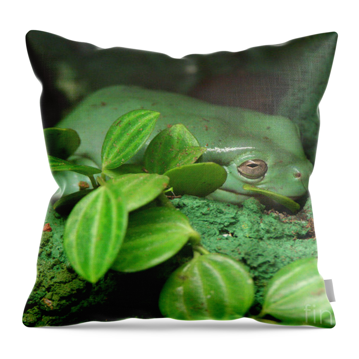 Green Frog Throw Pillow featuring the photograph Amphibian Frog by Doc Braham