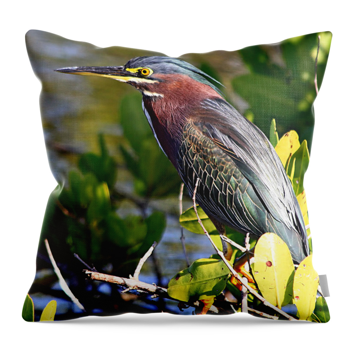 Animal Throw Pillow featuring the photograph Green Heron at MINWR by Ira Runyan