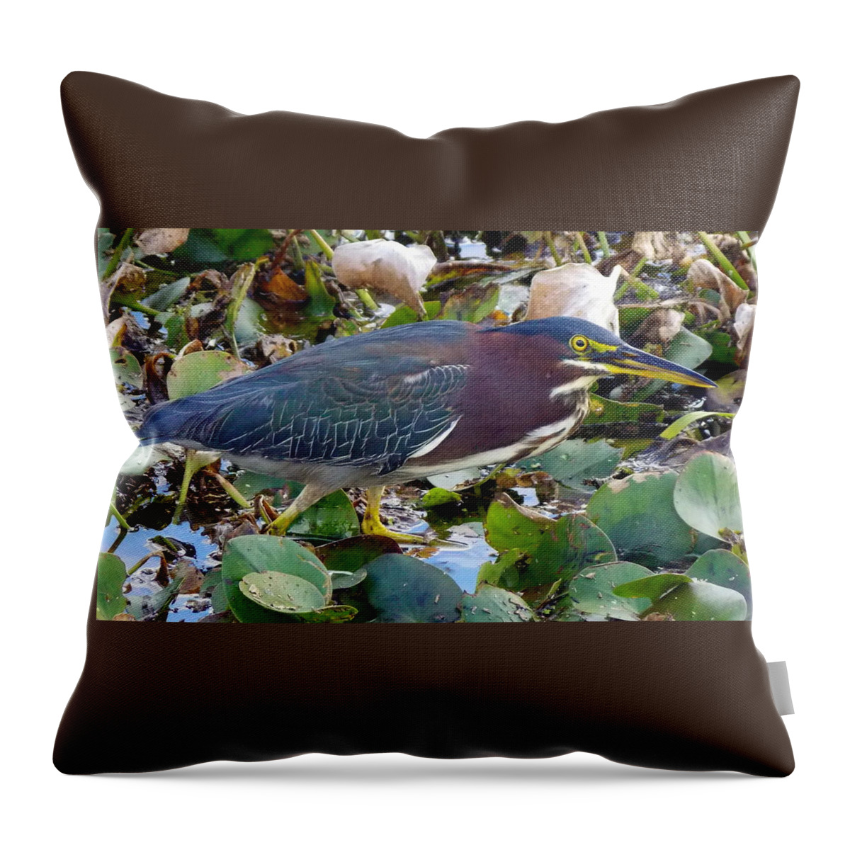 Green Heron Art Throw Pillow featuring the photograph Green Heron La Chua Trail 2 by Sheri McLeroy