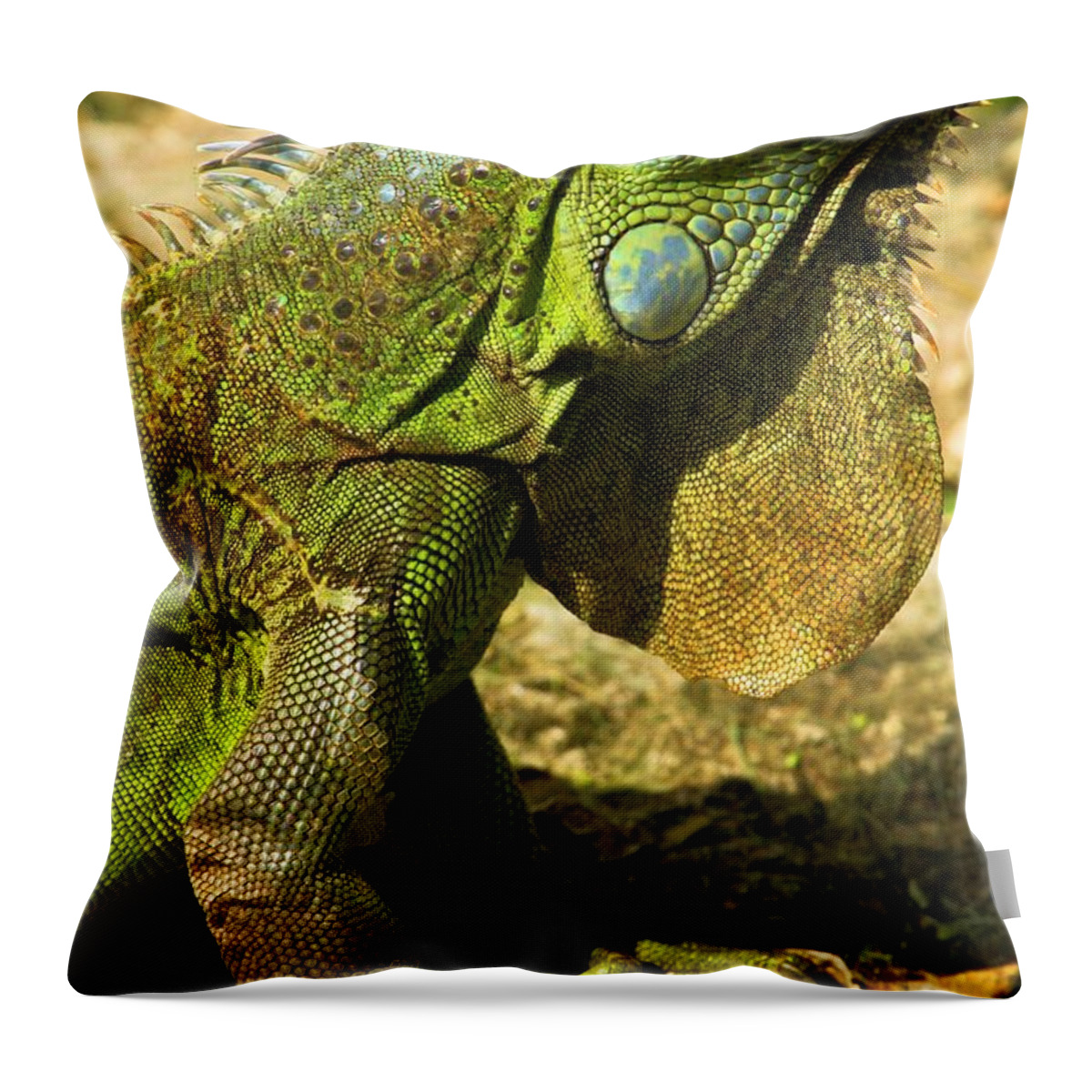 Iguana Throw Pillow featuring the photograph Green Iguana In Cozumel by Adam Jewell