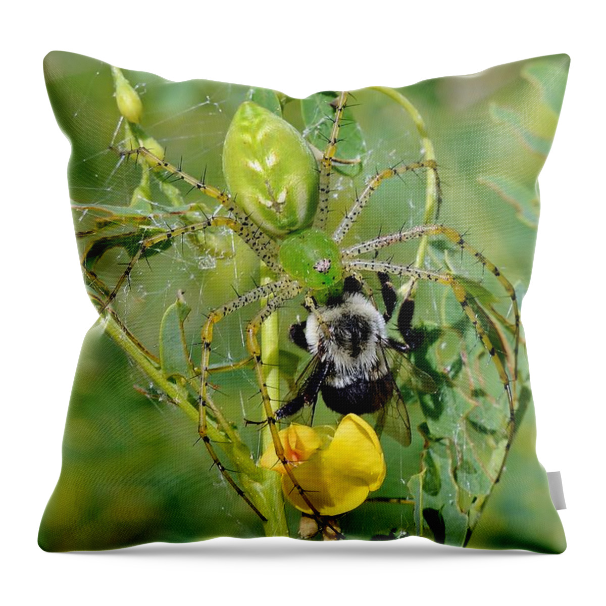 Spider Throw Pillow featuring the photograph Green Lynx Spider With Prey by Kathy Baccari