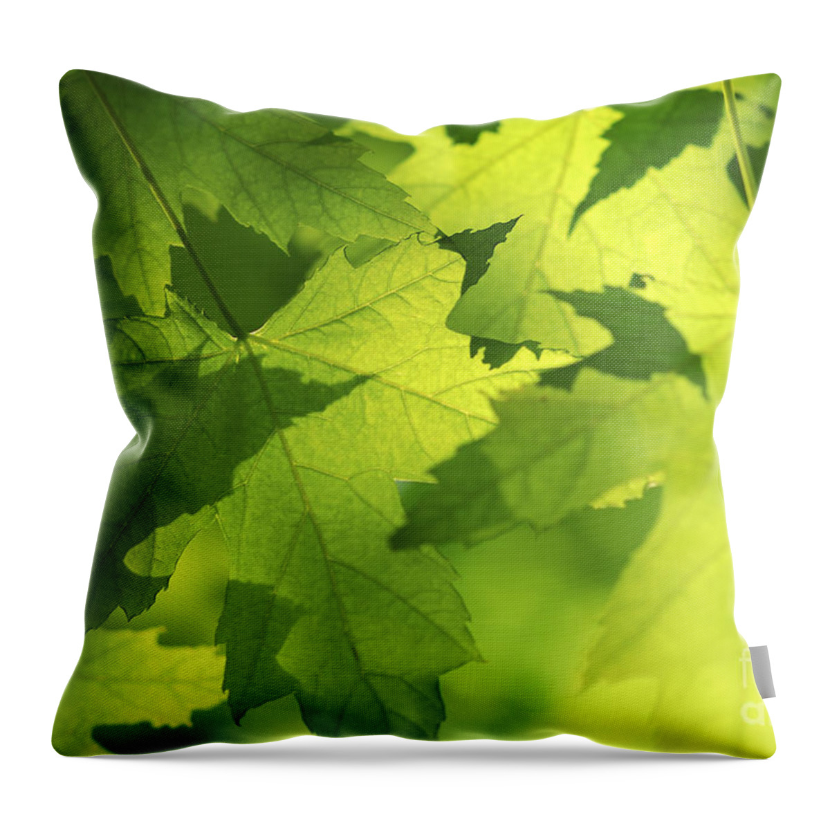 Leaf Throw Pillow featuring the photograph Green maple leaves by Elena Elisseeva