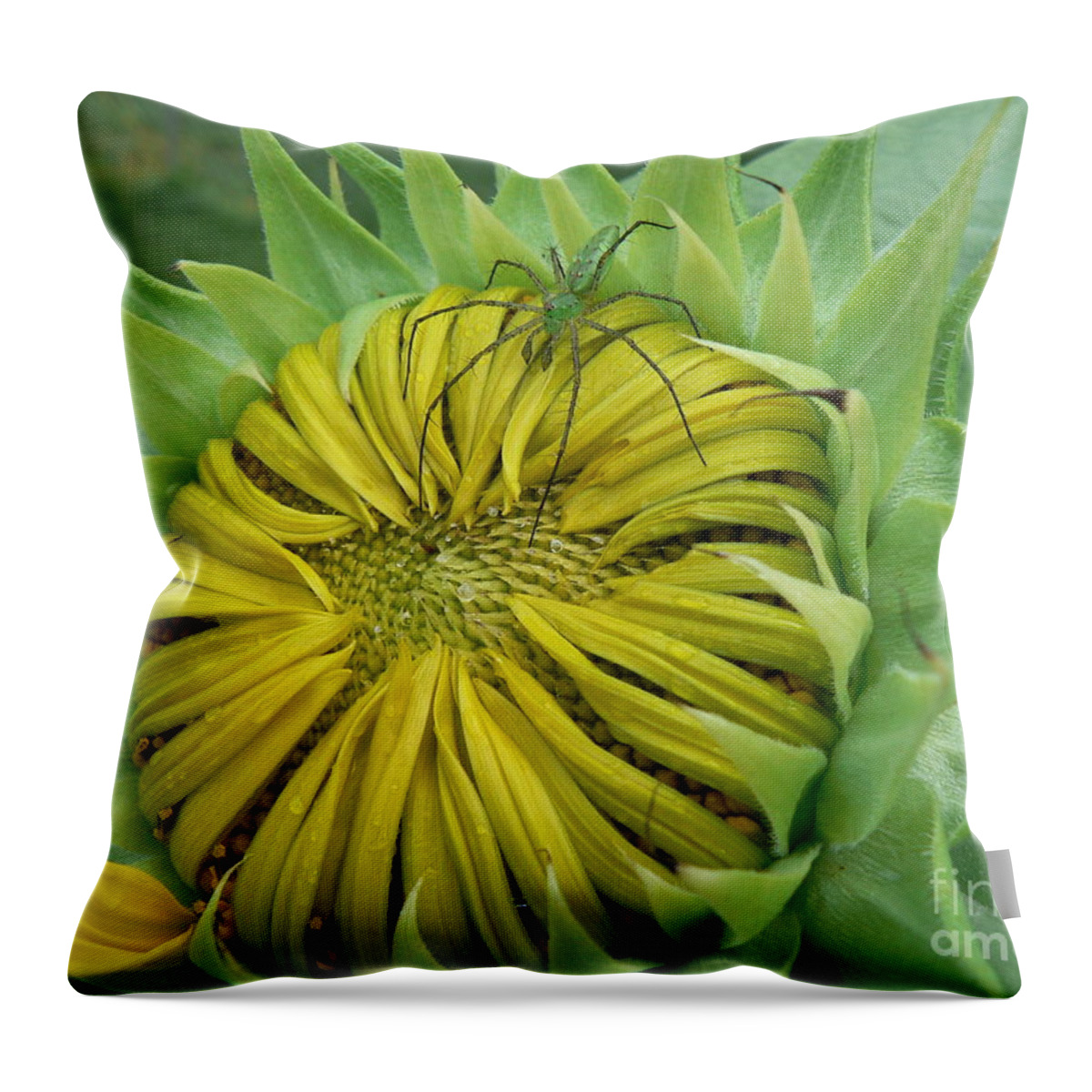 Spider Throw Pillow featuring the photograph Green Spider on a Sunflower by MM Anderson