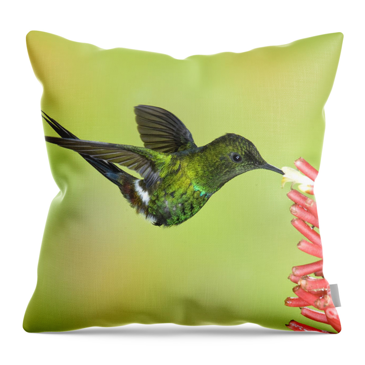 Animal Throw Pillow featuring the photograph Green Thorntail Hummingbird by Anthony Mercieca