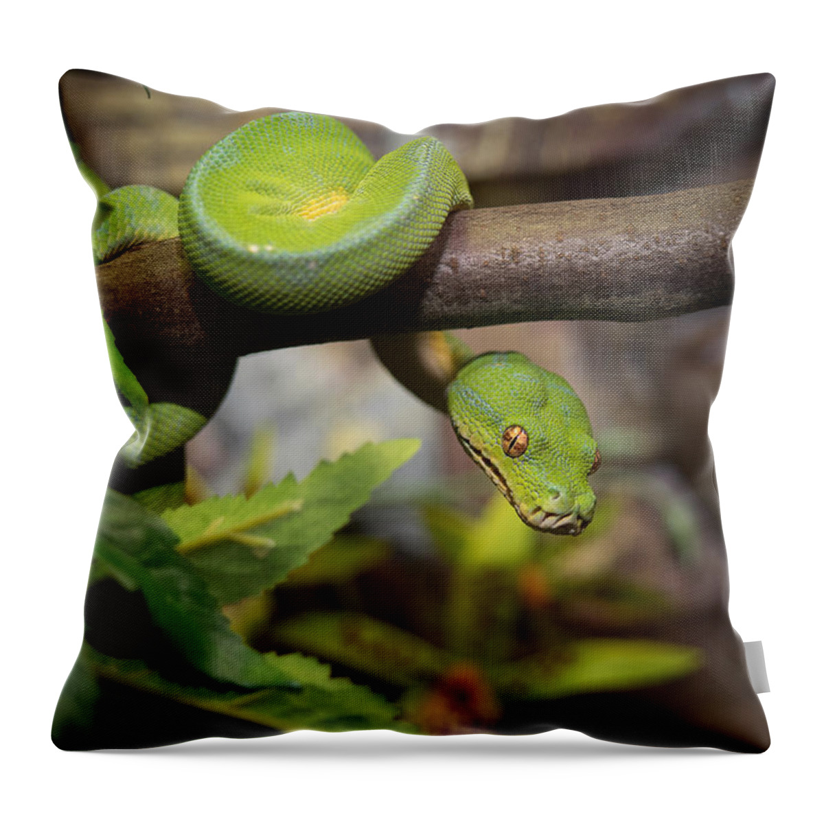 Canvas Throw Pillow featuring the photograph Green Tree Python by Mark Llewellyn