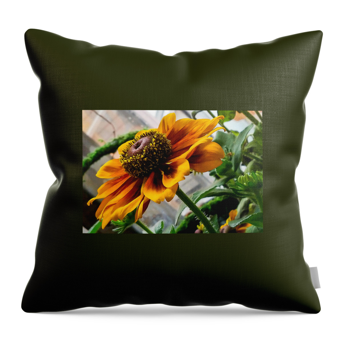 Phone Pics Throw Pillow featuring the photograph Greenhouse Daisy by Georgette Grossman