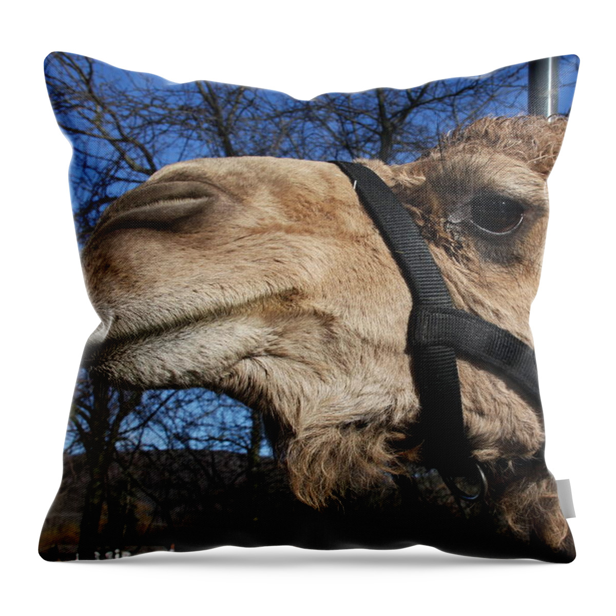 Camel Throw Pillow featuring the photograph Greetings by Vadim Levin
