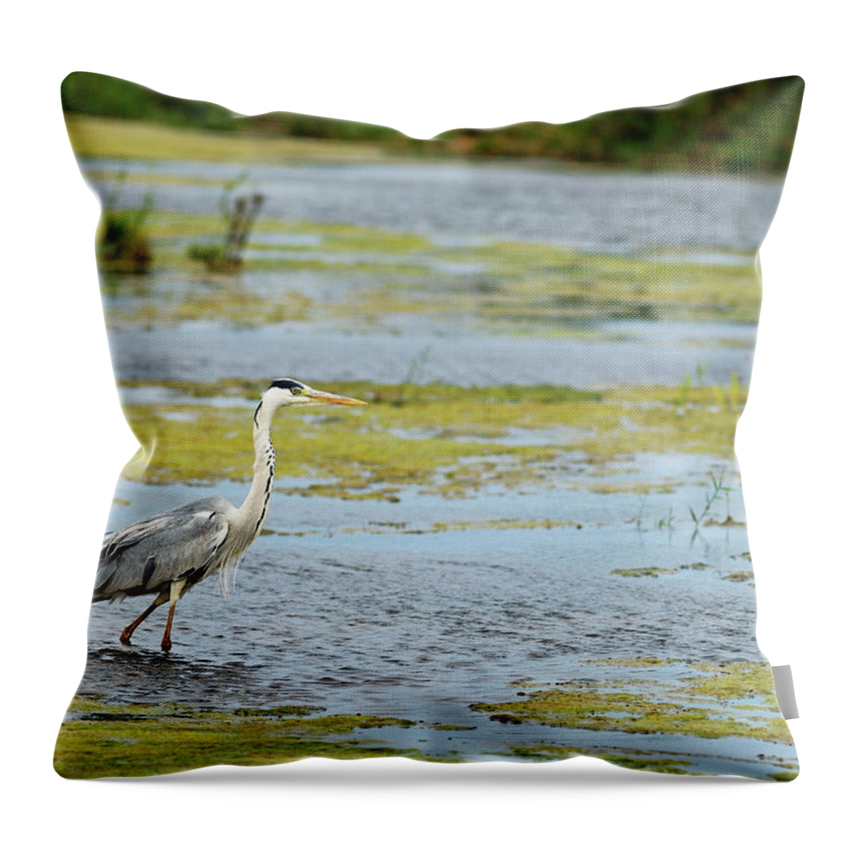 Grass Throw Pillow featuring the photograph Grey Heron Ardea Cinerea Looking For by Sami Sarkis