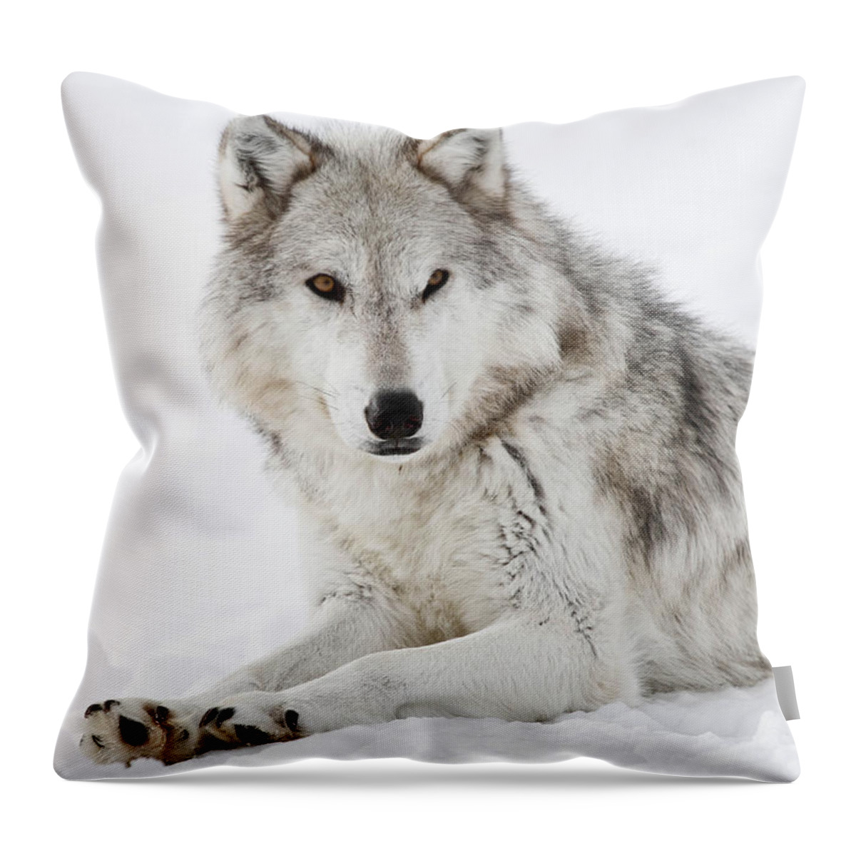 Wolves Throw Pillow featuring the photograph Grey In The Snow by Athena Mckinzie