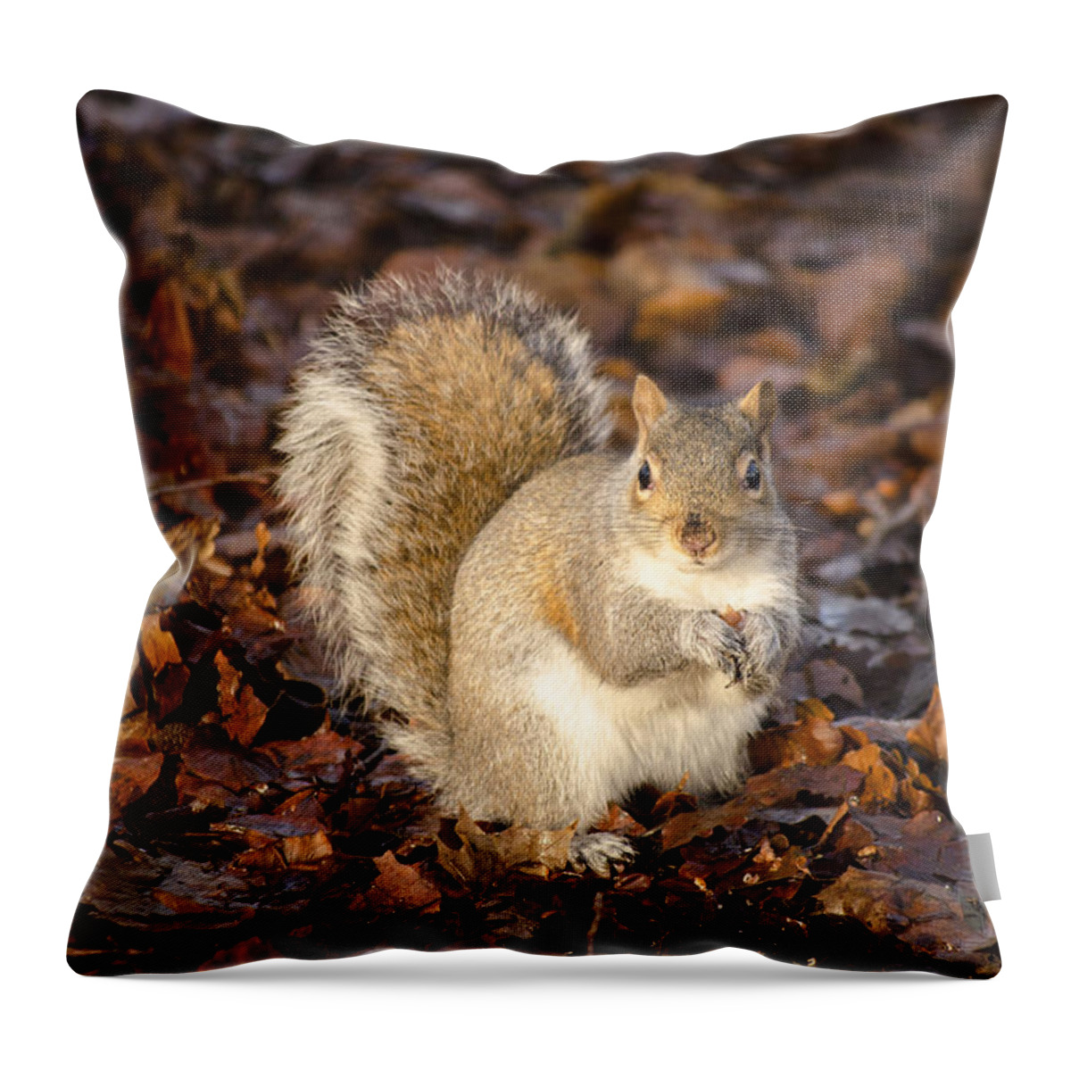 Squirrel Throw Pillow featuring the photograph Grey squirrel by Spikey Mouse Photography