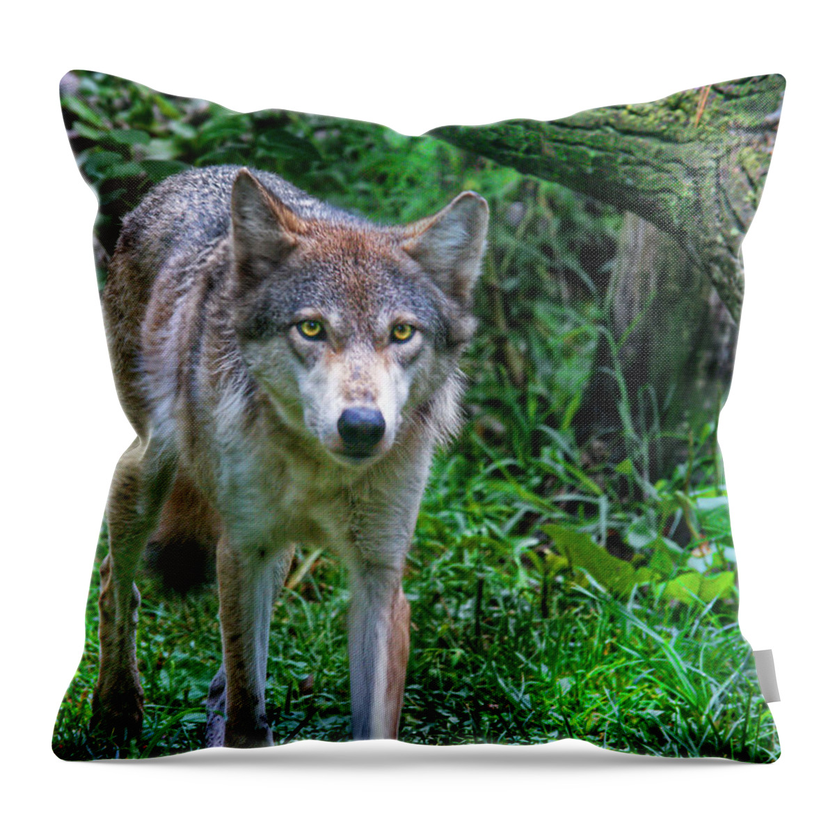 Grey Wolf Throw Pillow featuring the photograph Grey Wolf by Mary Almond