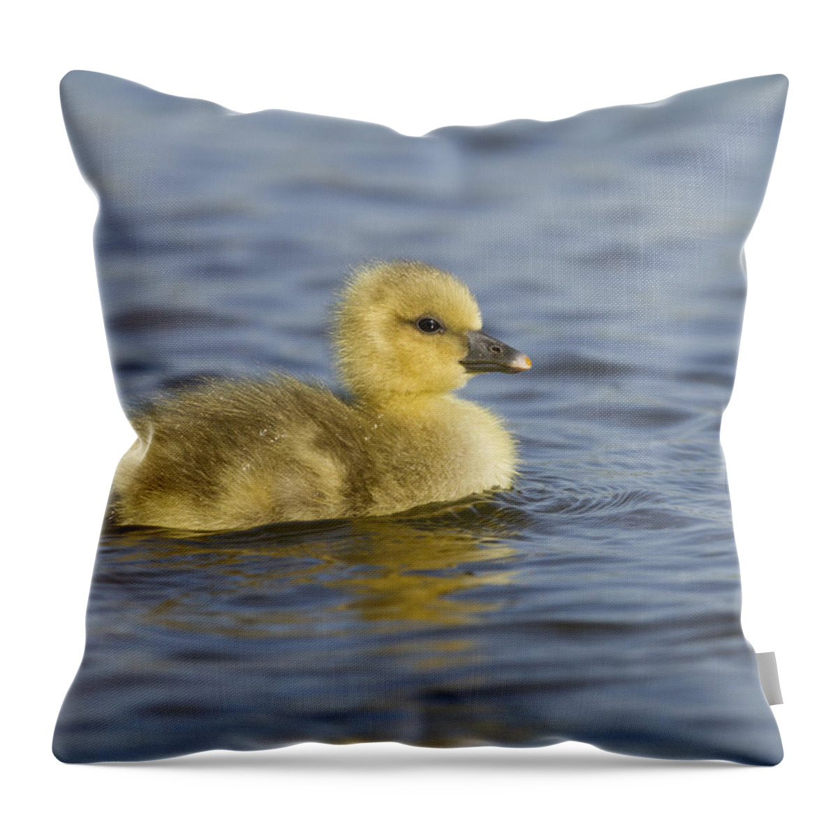 Nis Throw Pillow featuring the photograph Greylag Goose Gosling Zeeland by Sytze Jongma