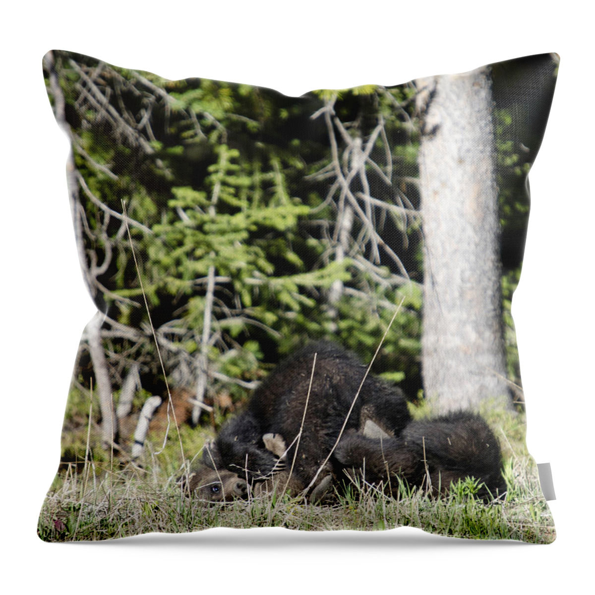 Grand Teton National Park Throw Pillow featuring the photograph Grizzly Cubs Playing by Crystal Wightman
