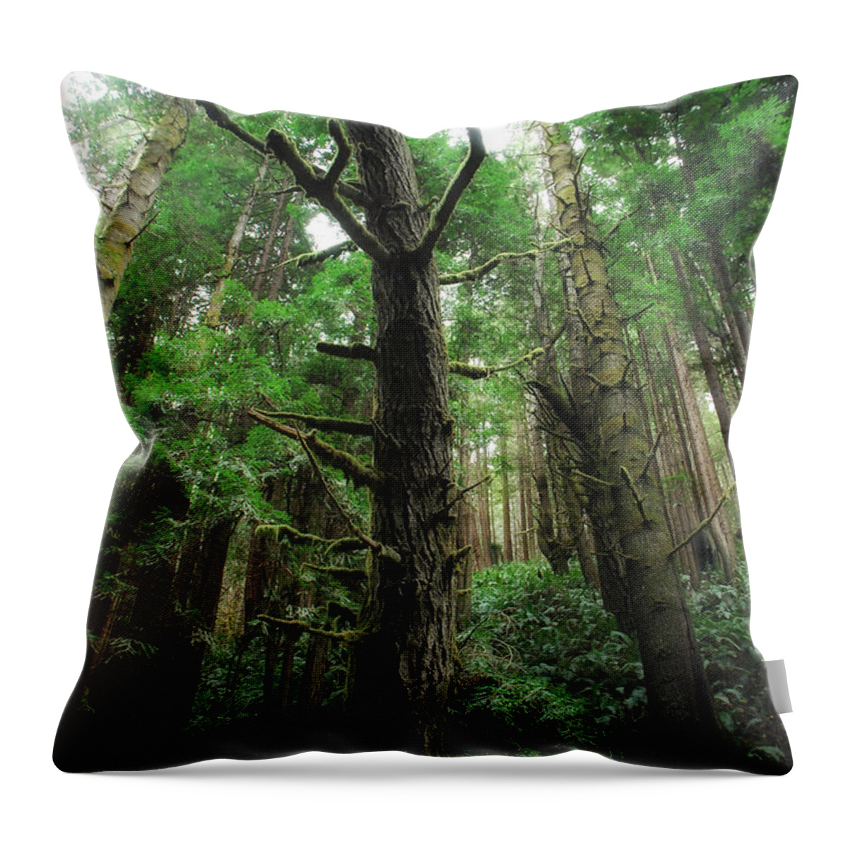 Mendocino County Throw Pillow featuring the photograph Groovin With The Redwoods by Donna Blackhall