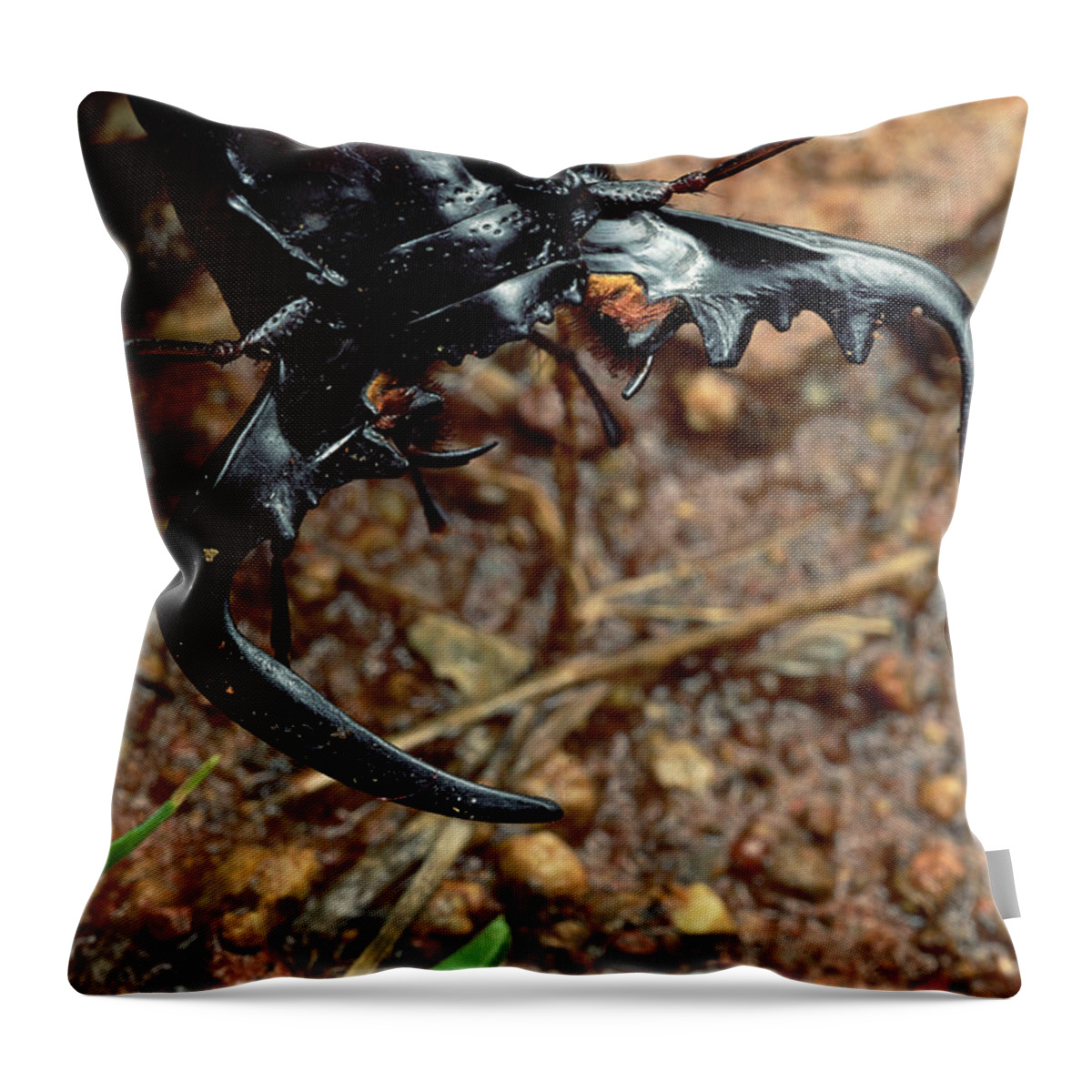 Feb0514 Throw Pillow featuring the photograph Ground Beetle Portrait Kruger Np South by Mark Moffett