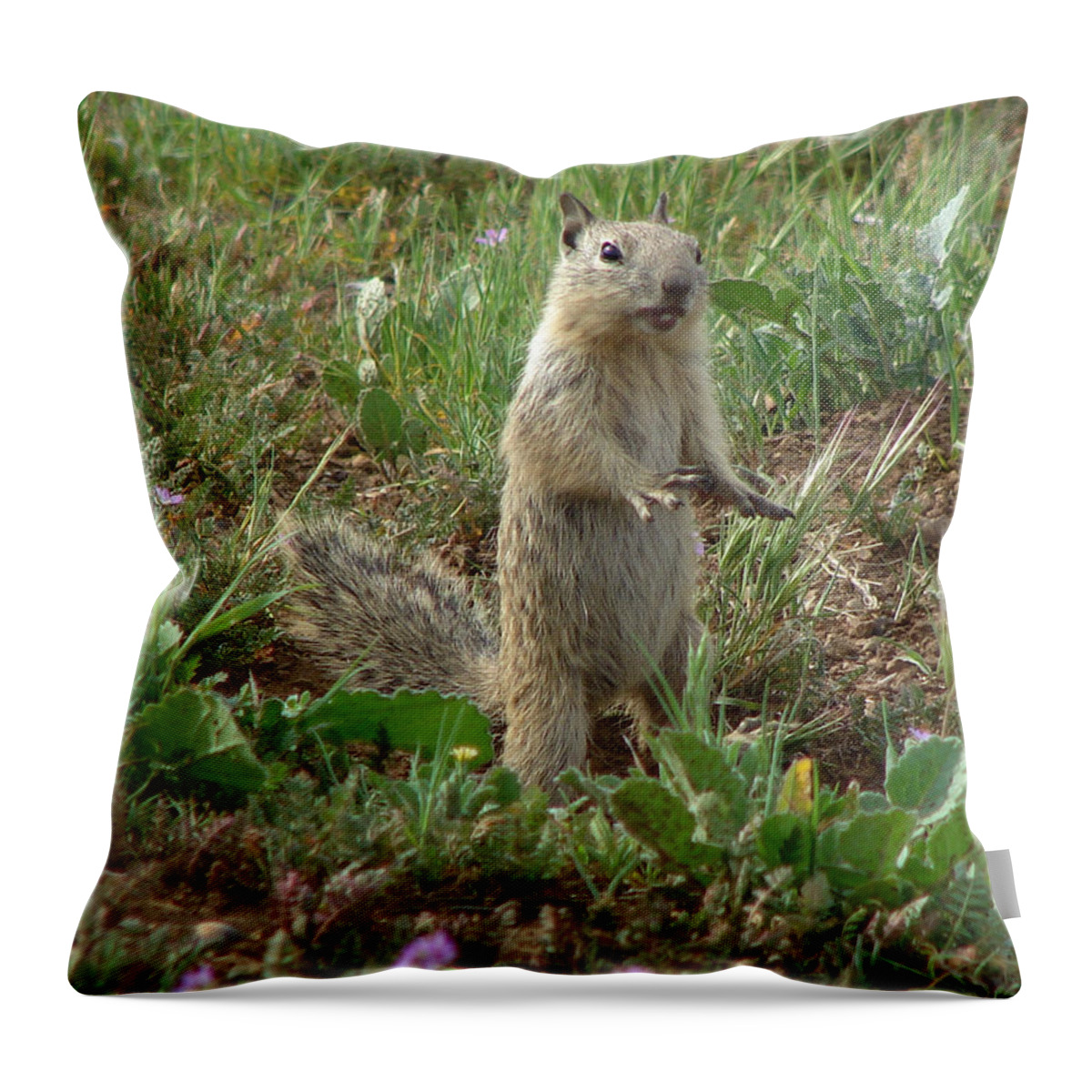Wildlife Throw Pillow featuring the photograph Ground Squirrel by Carl Moore