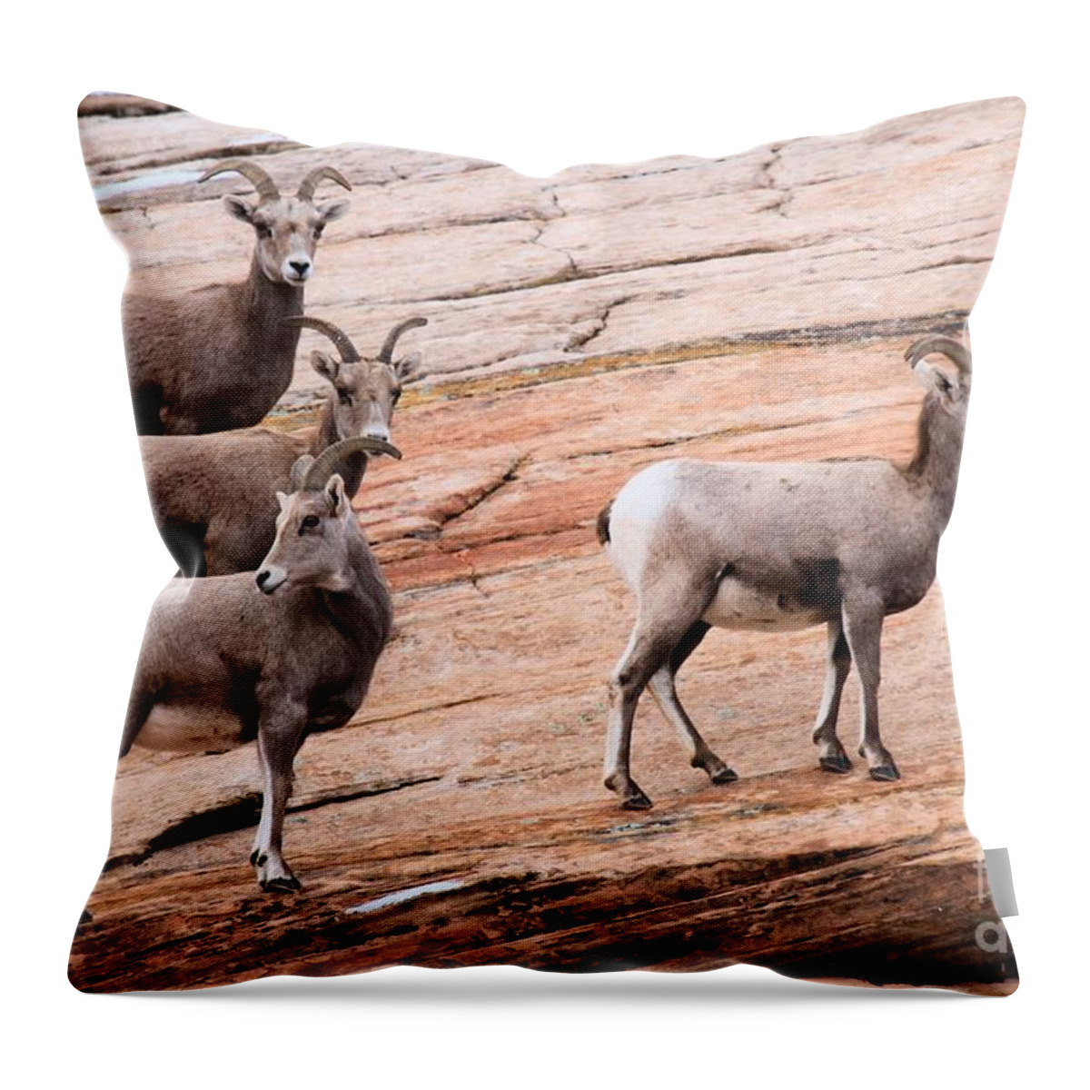 Big Horn Sheep Throw Pillow featuring the photograph Group Leader by Adam Jewell