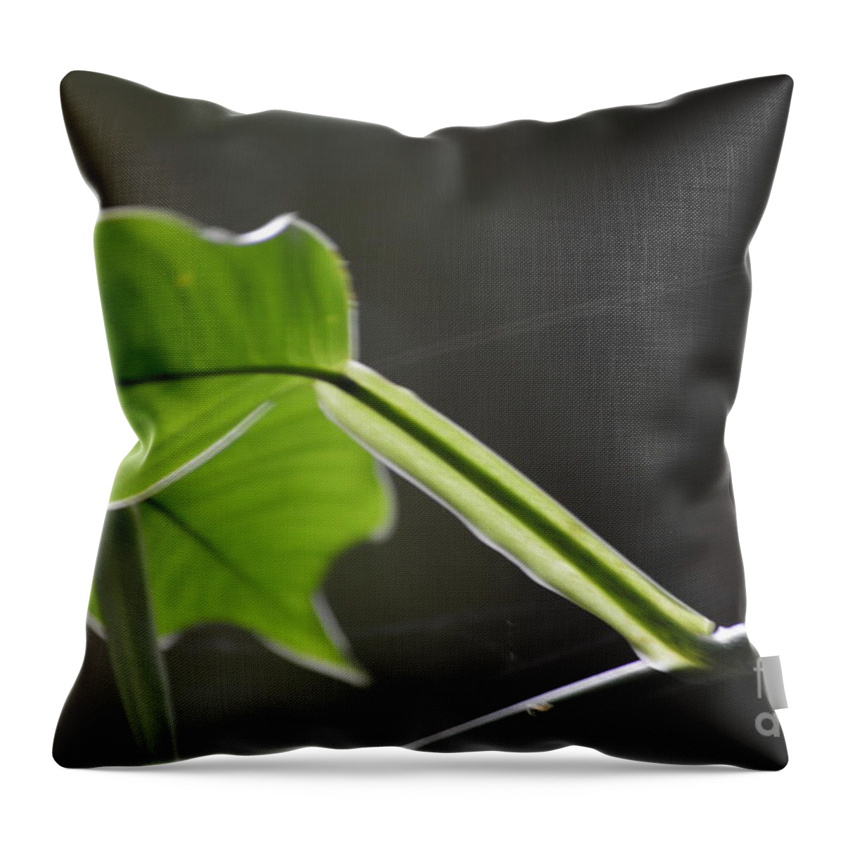 Green Throw Pillow featuring the photograph Growing in the Light by Pamela Shearer