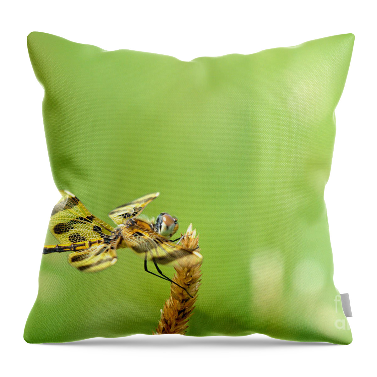 Halloween Penant Dragonfly Throw Pillow featuring the photograph Halloween in the Summer by Cheryl Baxter