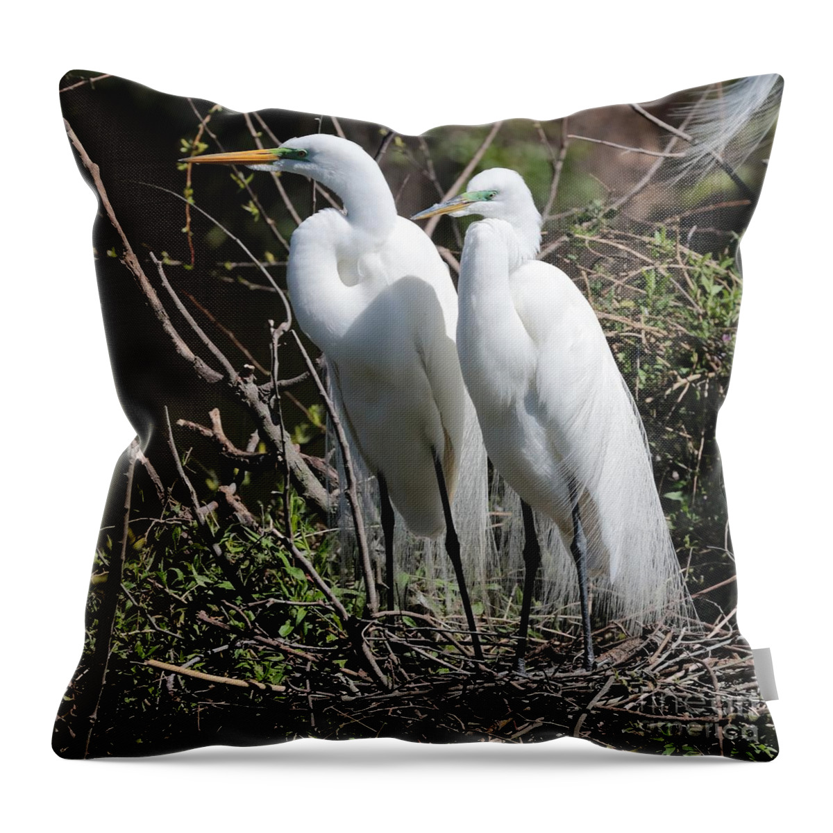 Egret Throw Pillow featuring the photograph Handsome Egret Couple by Carol Groenen