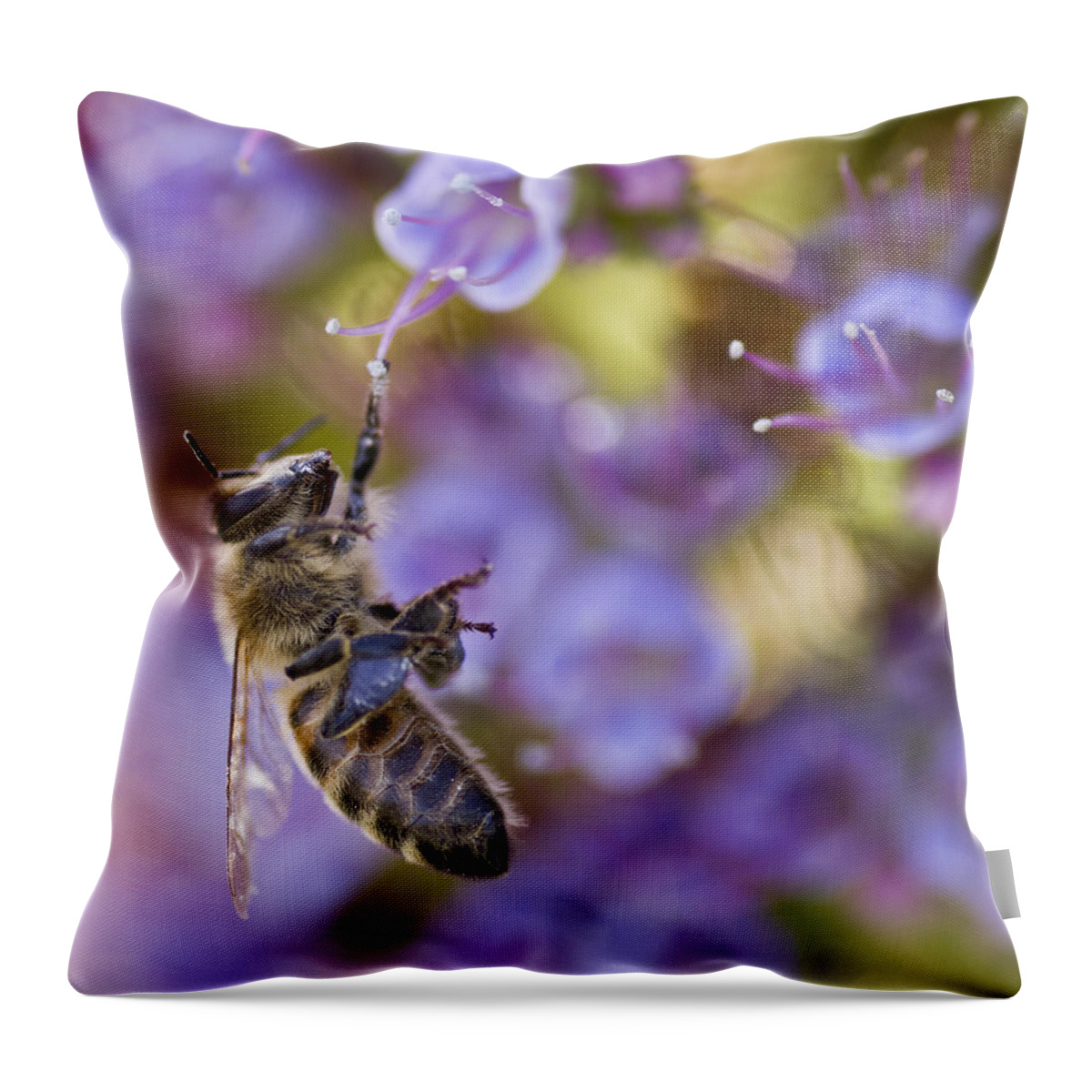 Bee Throw Pillow featuring the photograph Hang On by Priya Ghose