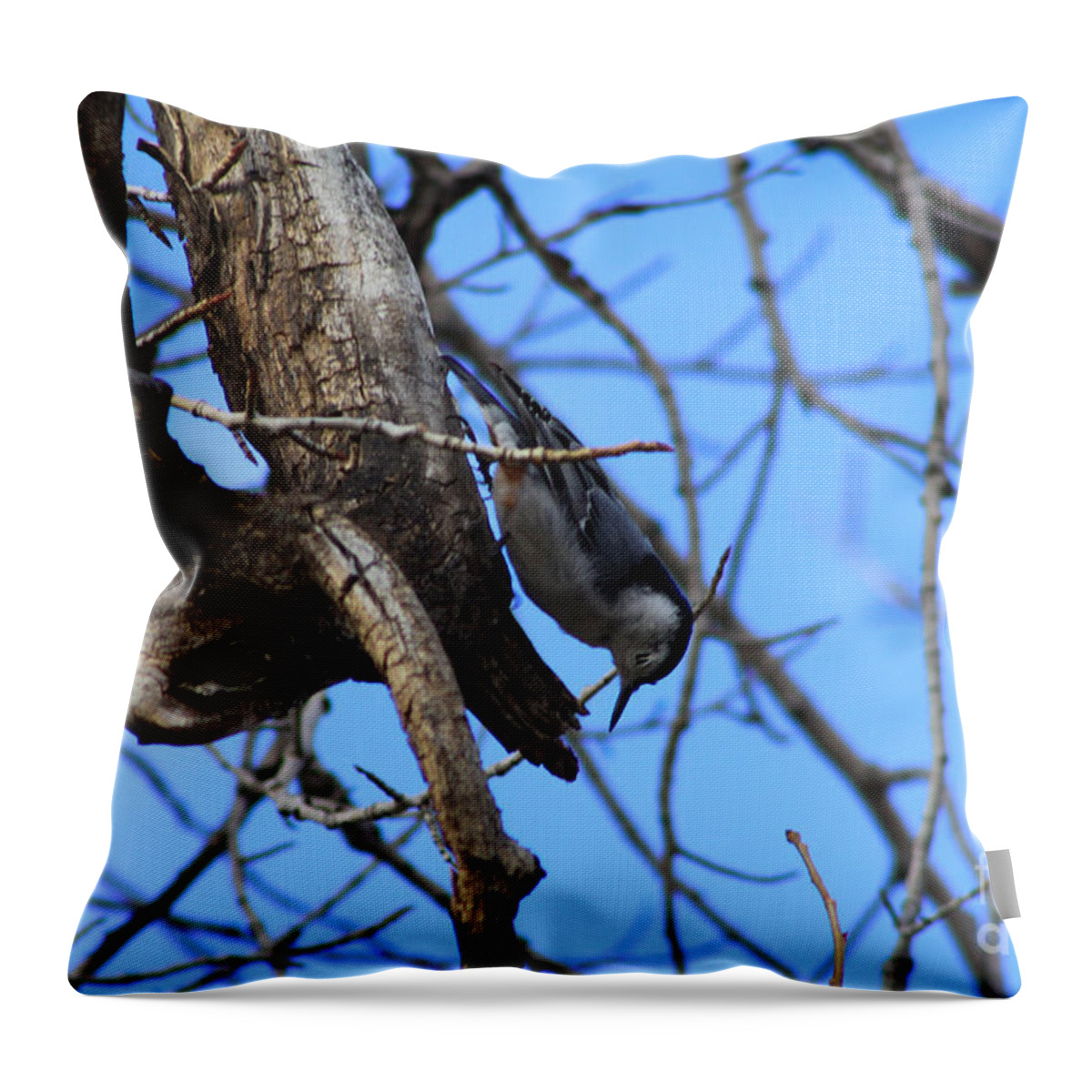 Bird Throw Pillow featuring the photograph Hanging in the Park by Alyce Taylor