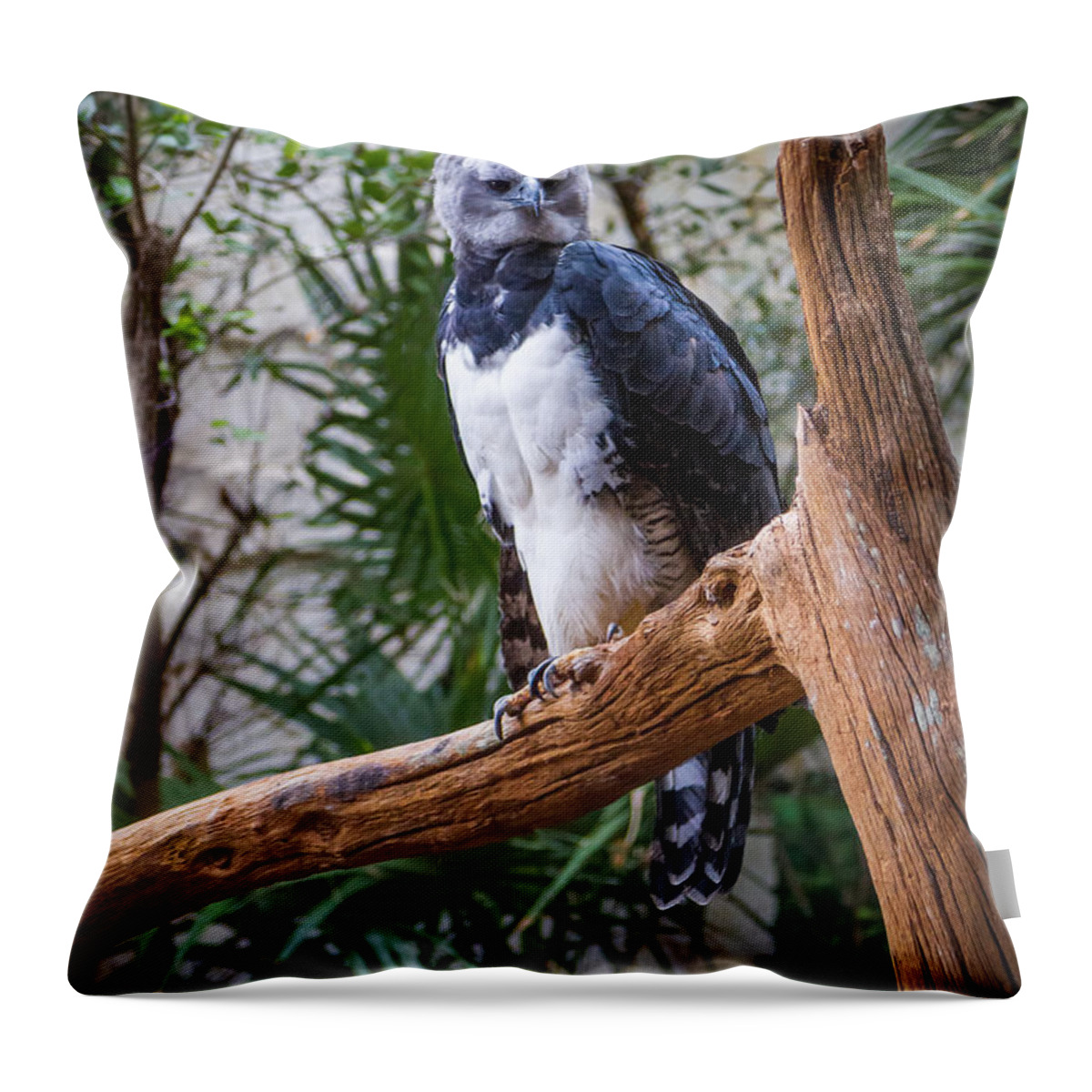 Predator Throw Pillow featuring the photograph Harpy Eagle by Ken Stanback