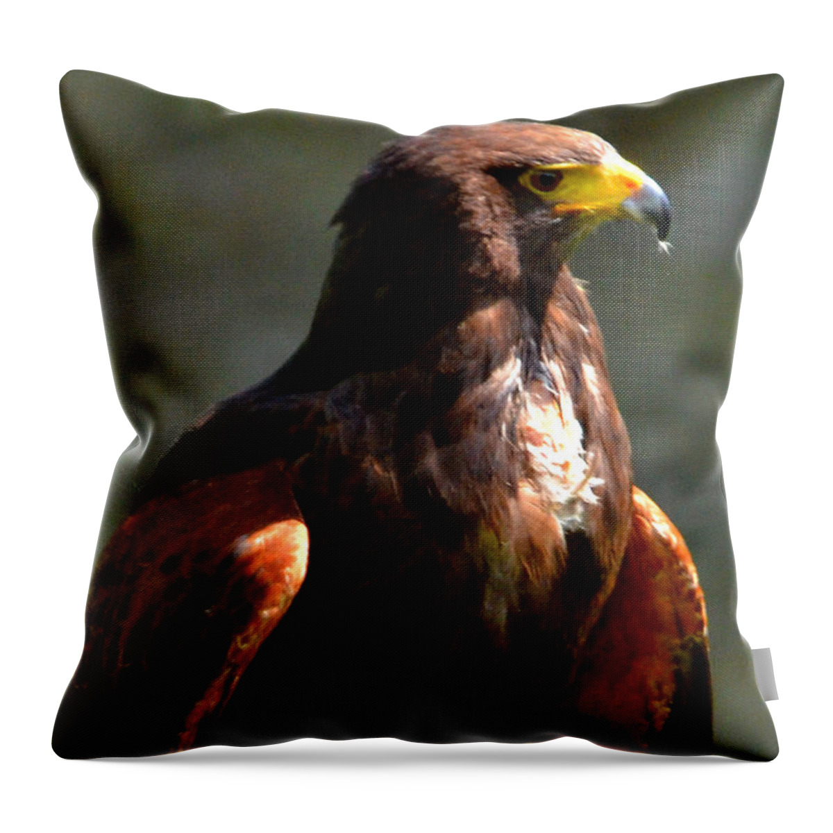 Harris Hawk Throw Pillow featuring the digital art Harris Hawk in Thought by Pravine Chester