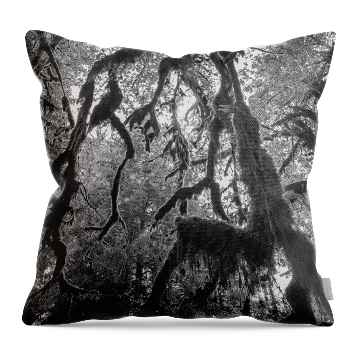Hoh Rainforest Throw Pillow featuring the photograph Haunted by Kristopher Schoenleber
