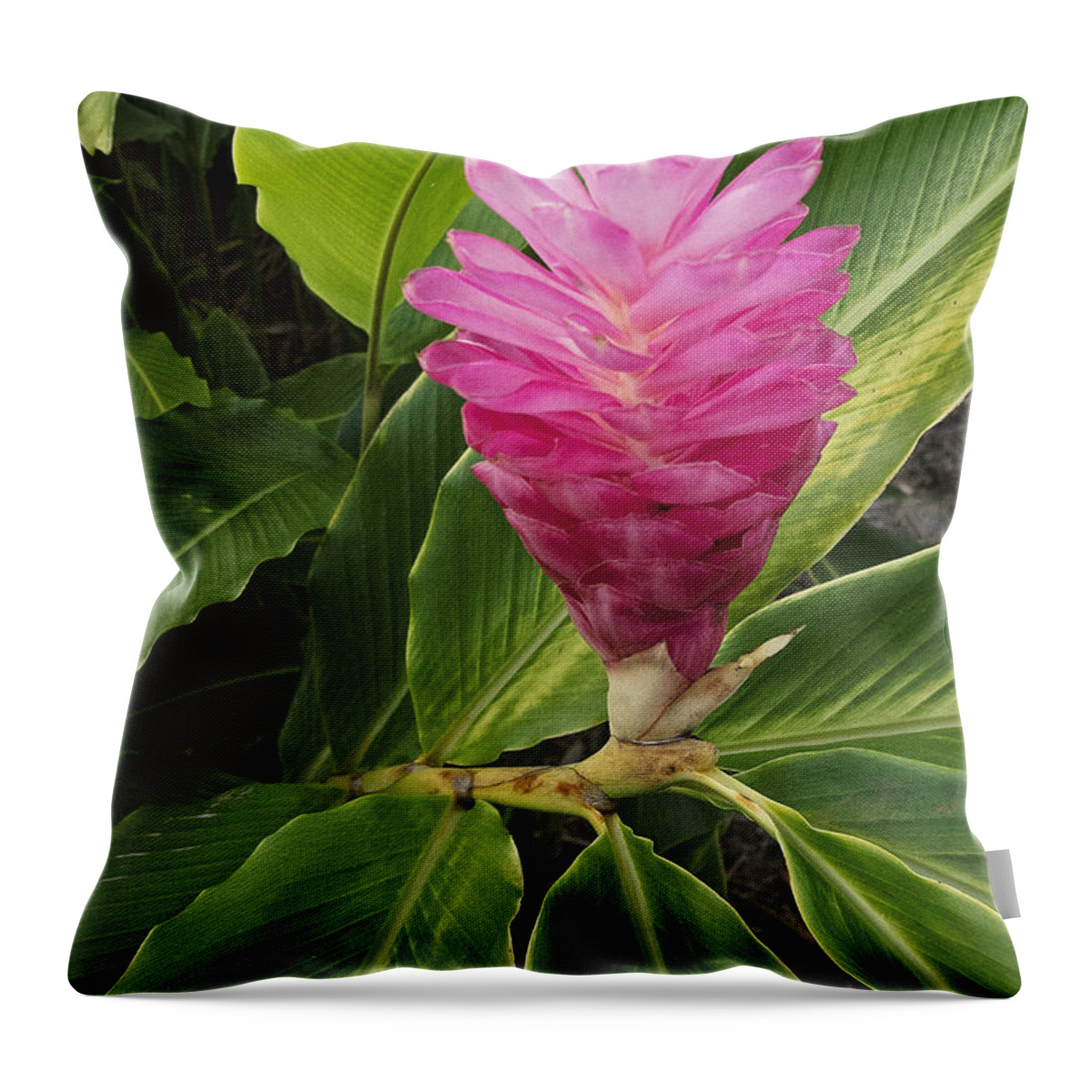 Outdoors Throw Pillow featuring the photograph Hawaiin Flora I by Doug Davidson