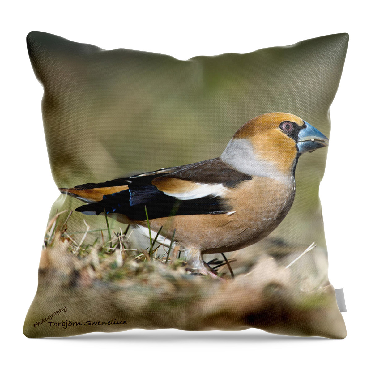 Hawfinch's Profile Square Throw Pillow featuring the photograph Hawfinch's Profile Square by Torbjorn Swenelius