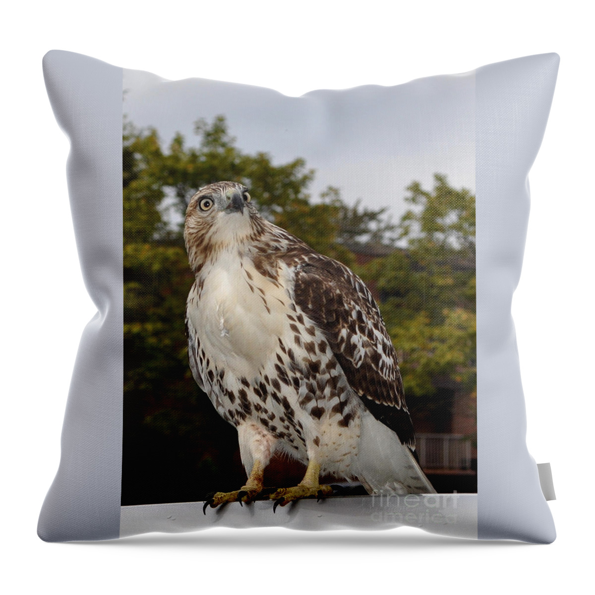 Hawk Throw Pillow featuring the photograph Hawk by Luke Moore