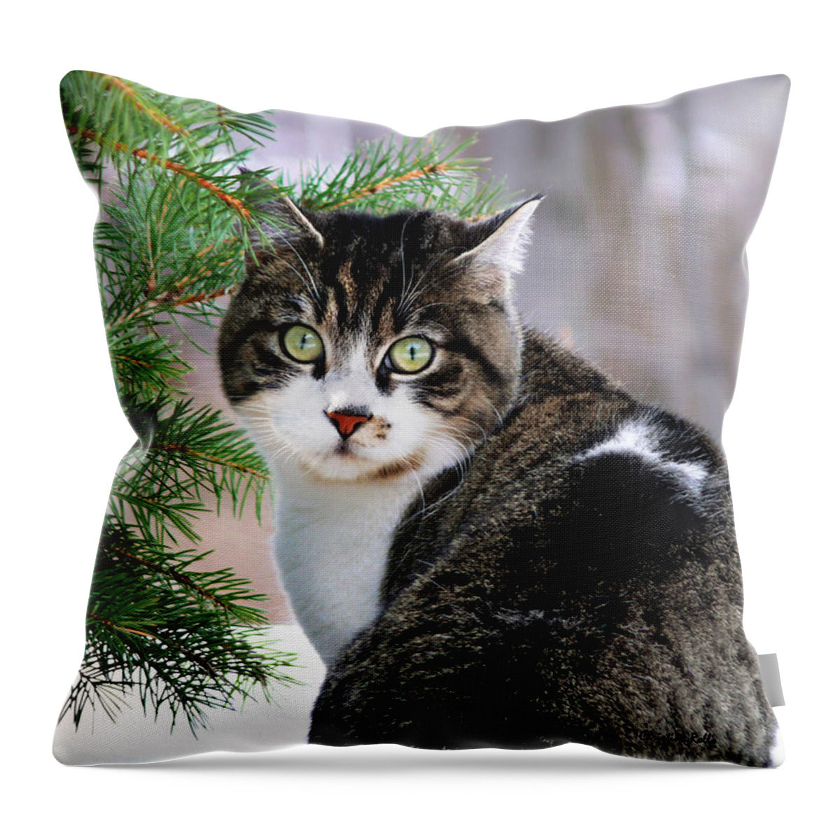 Cat Throw Pillow featuring the photograph Hazel Eyes and Pine by Christina Rollo