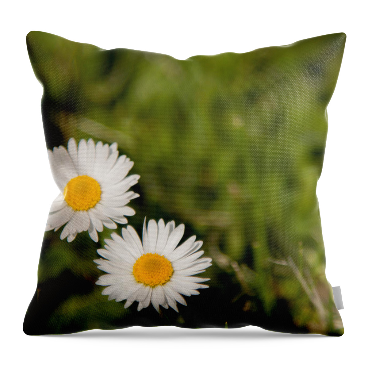 Daisy Throw Pillow featuring the photograph He Loves Me He Loves Me Not by Courtney Webster