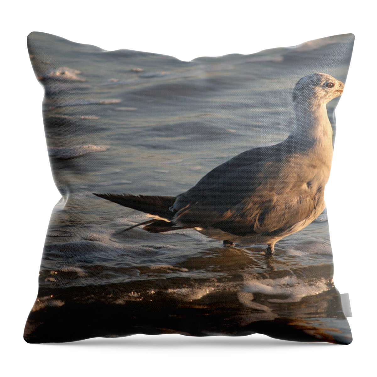 Ring Billed Gull Throw Pillow featuring the photograph Heading into the Late Afternoon Sun by Kathleen Scanlan