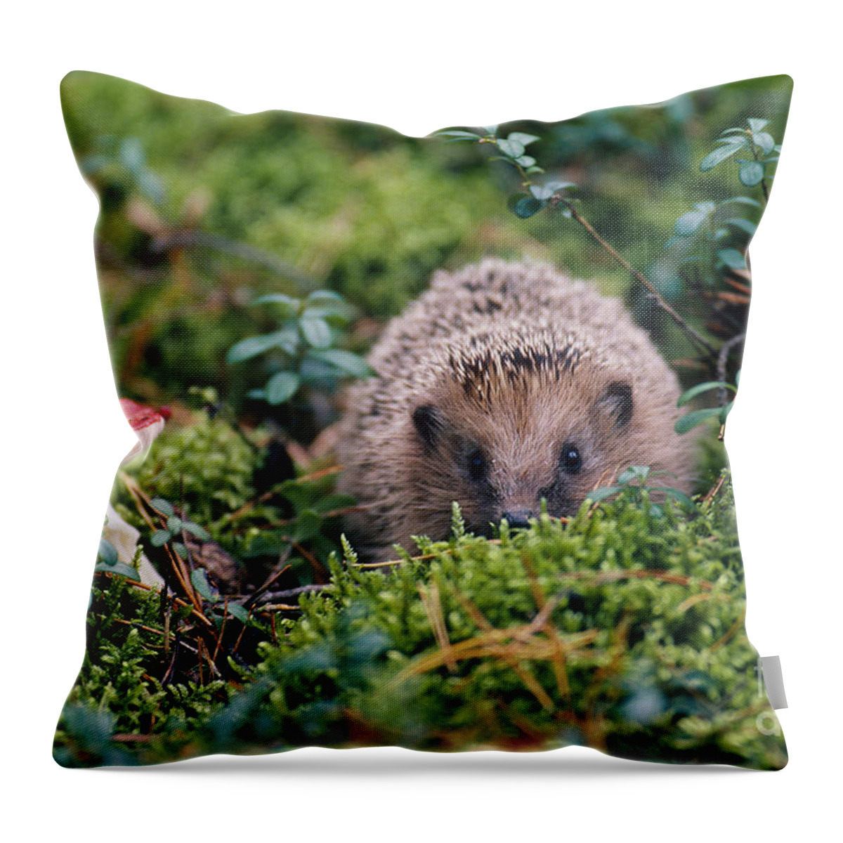 Hedgehog Throw Pillow featuring the photograph Hedgehog, Russia by Art Wolfe