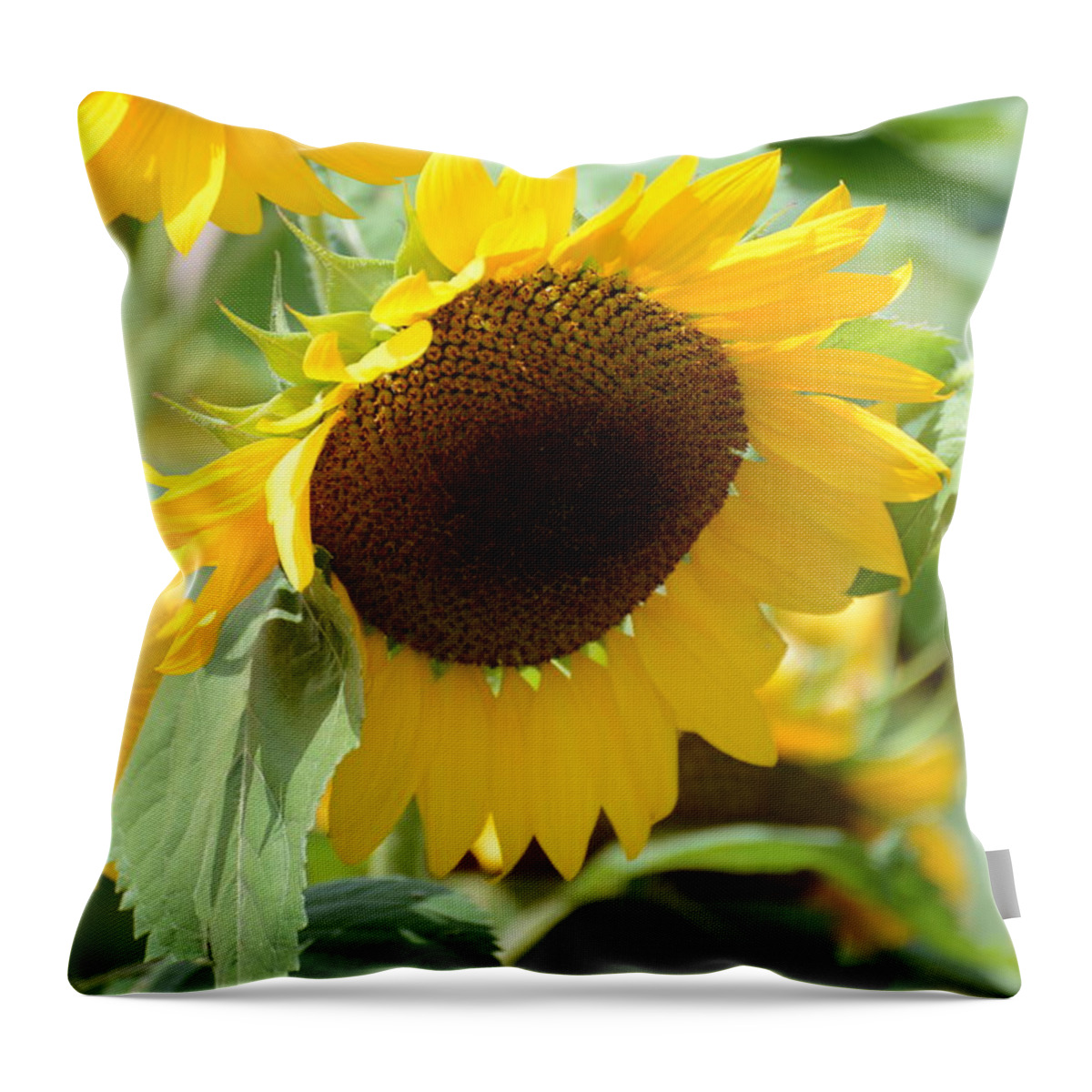 Beautiful Throw Pillow featuring the photograph Hello Beautiful by Linda Mishler
