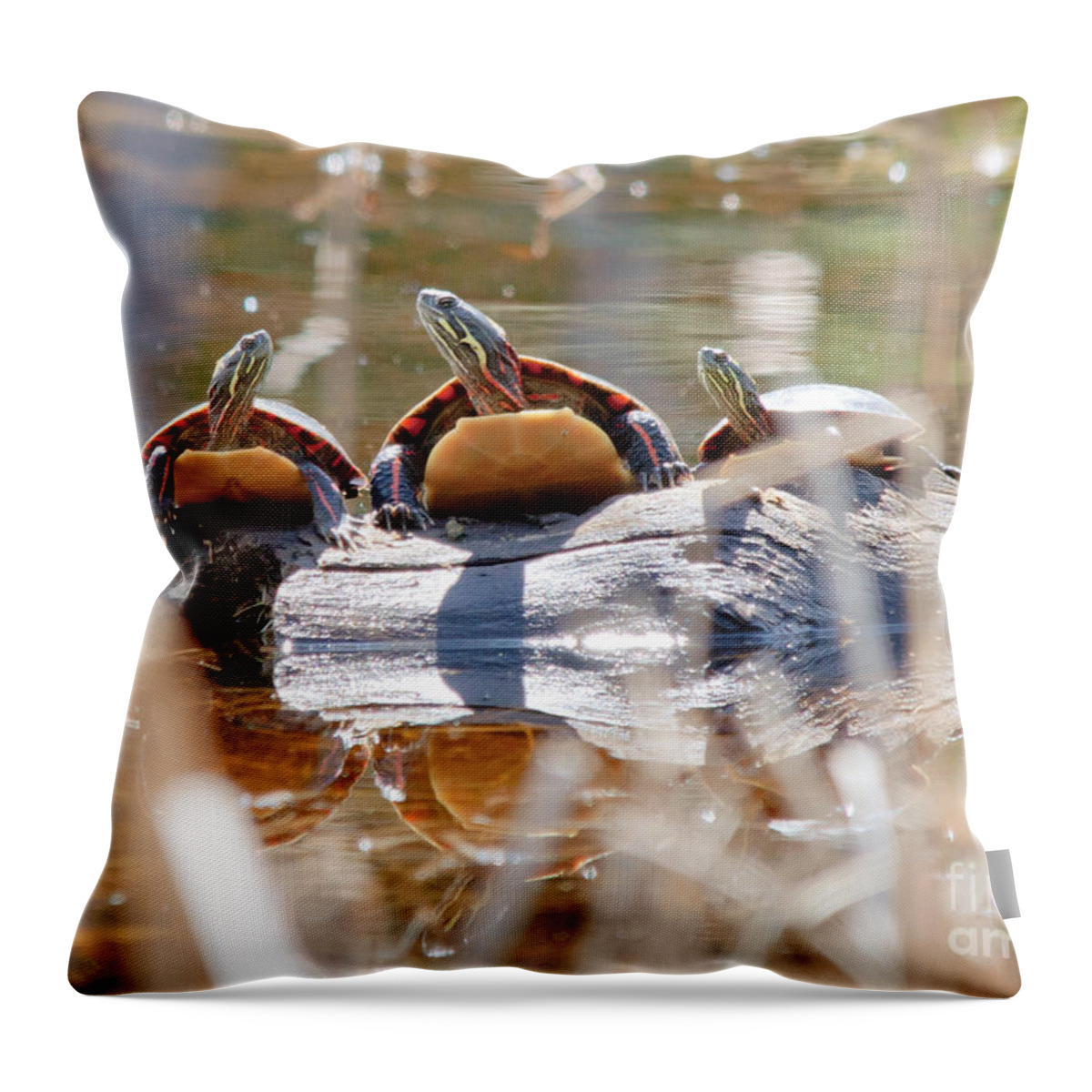 Painted Turtle Throw Pillow featuring the photograph Hello Hello Hello by Cheryl Baxter