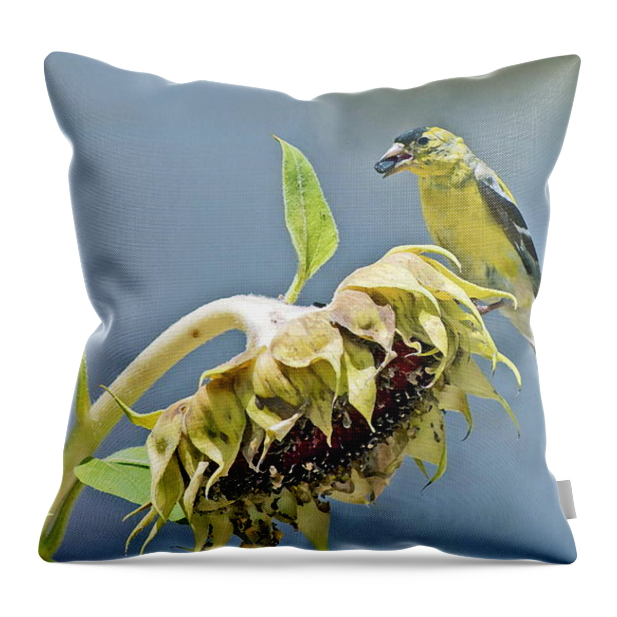 Bird Throw Pillow featuring the photograph Helping With Harvest by Gwyn Newcombe