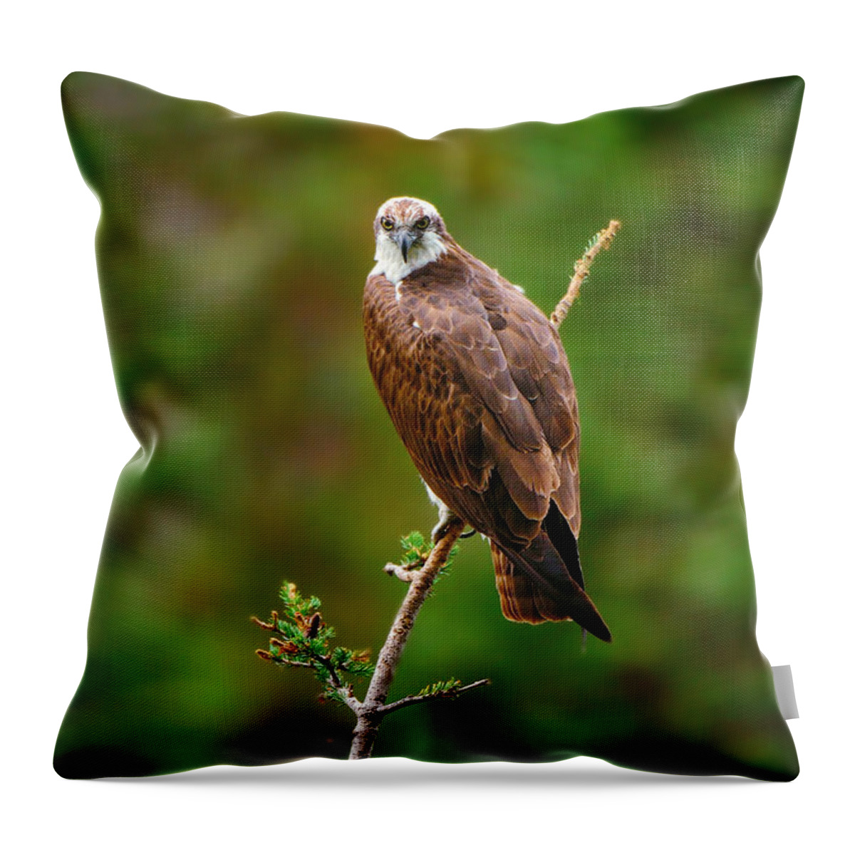 Osprey Throw Pillow featuring the photograph Henry's Fork Osprey by Greg Norrell