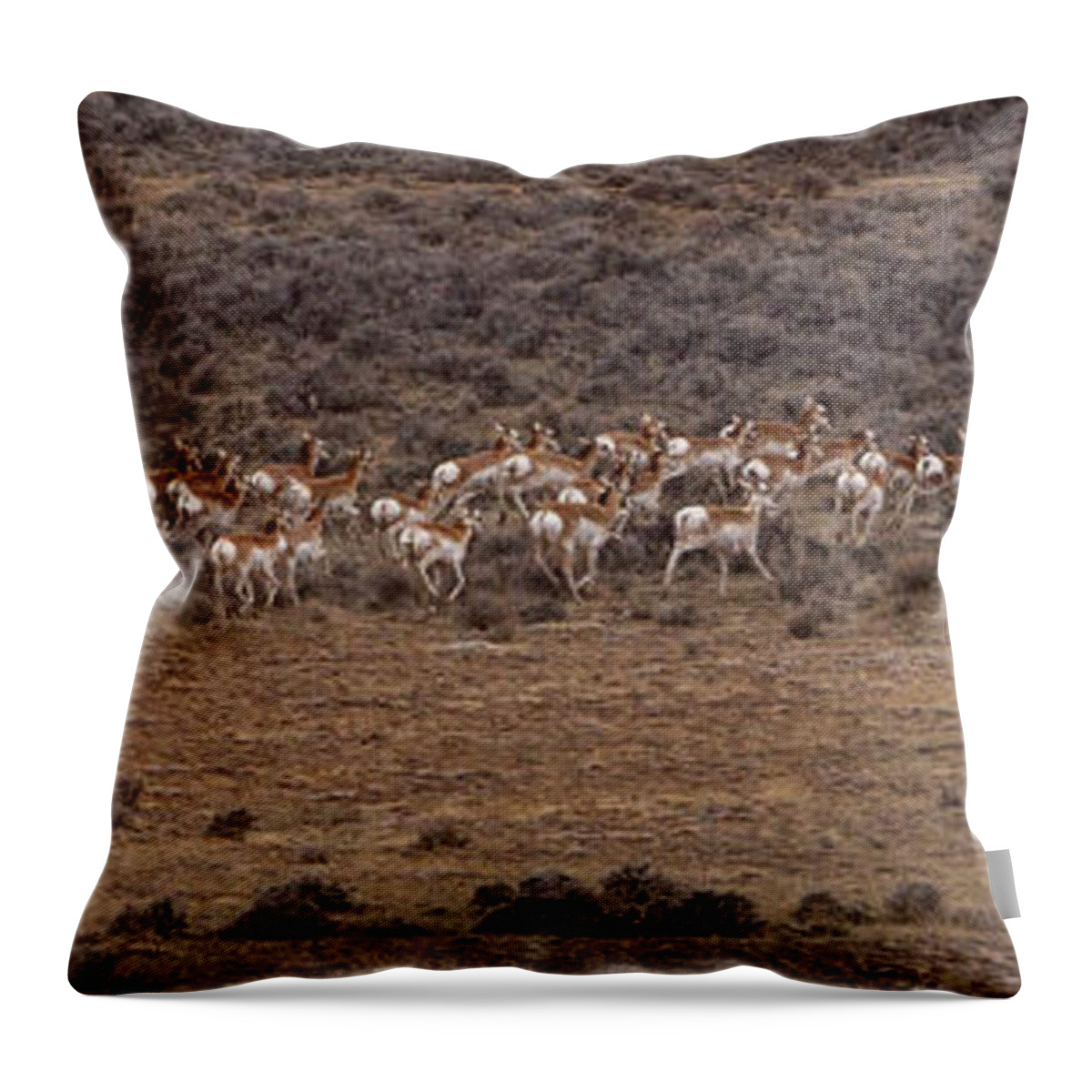 Antilocapra Americana Throw Pillow featuring the photograph Herd Of Antelope  #8552 by J L Woody Wooden