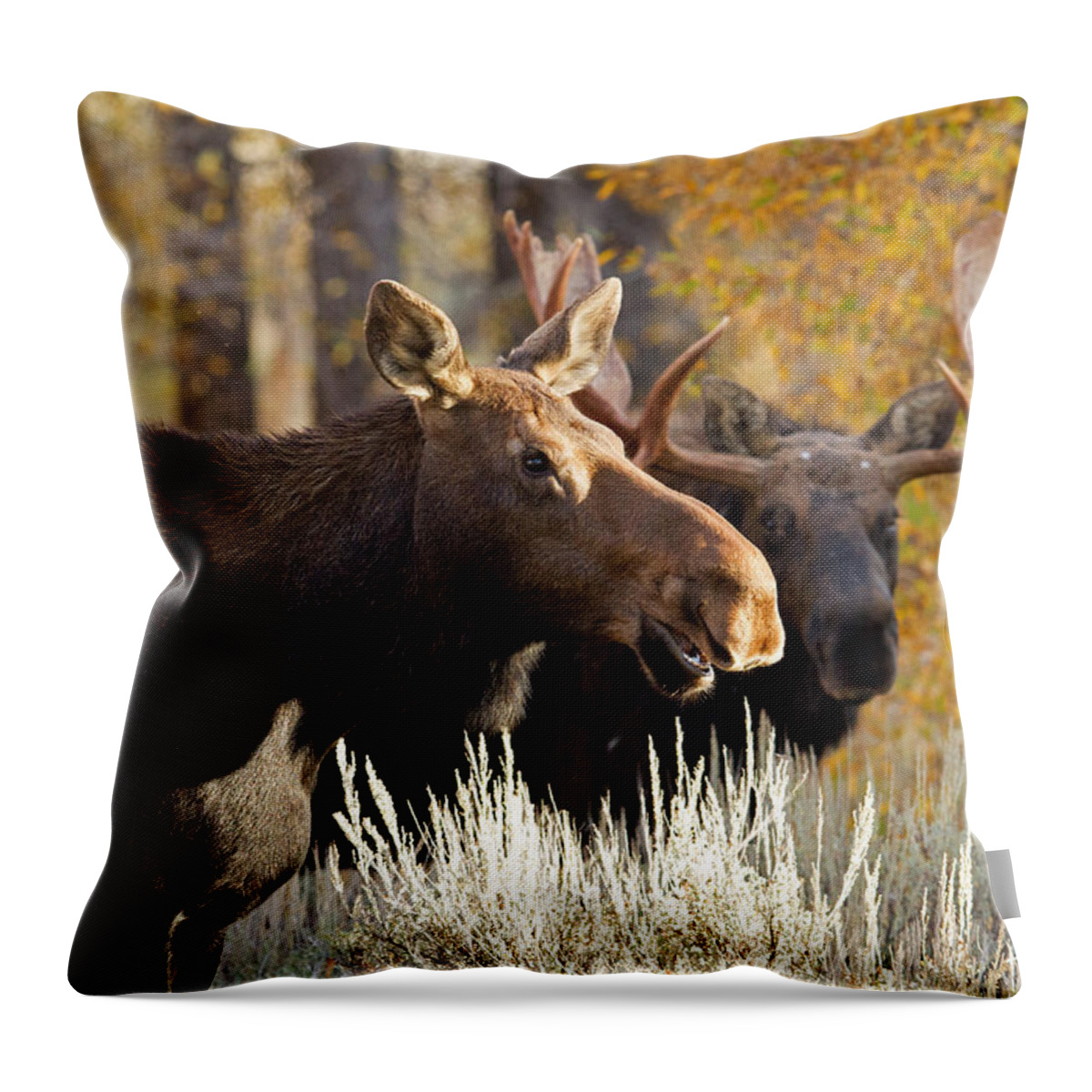 Moose Throw Pillow featuring the photograph Here Comes Casanova by Shari Sommerfeld