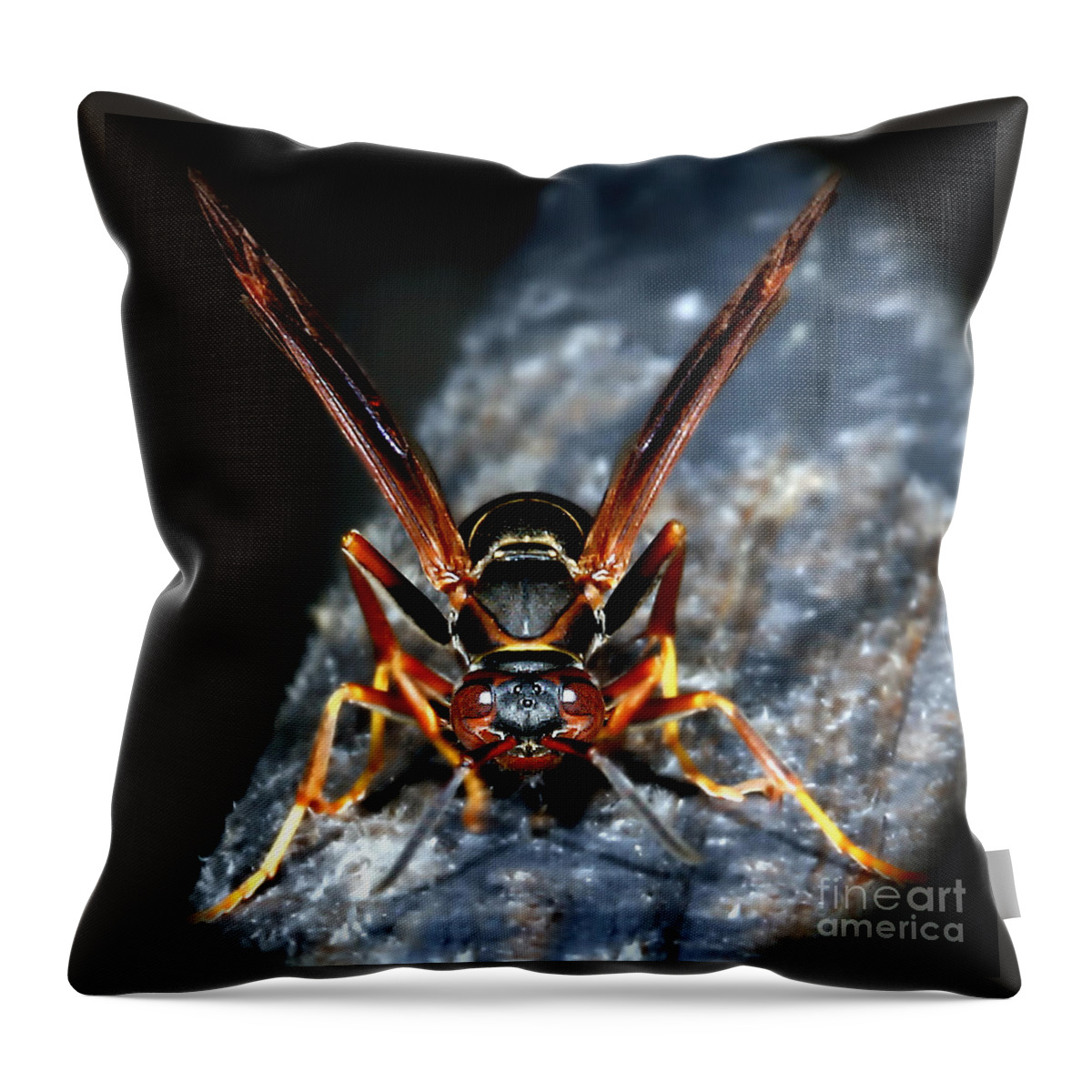 Hornets Throw Pillow featuring the photograph Here's Looking At Me by Geoff Crego