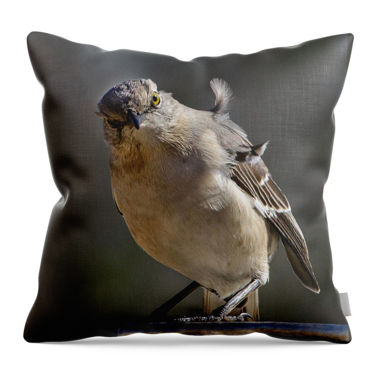 Mockingbird Throw Pillow featuring the photograph Here's looking at you by John Johnson
