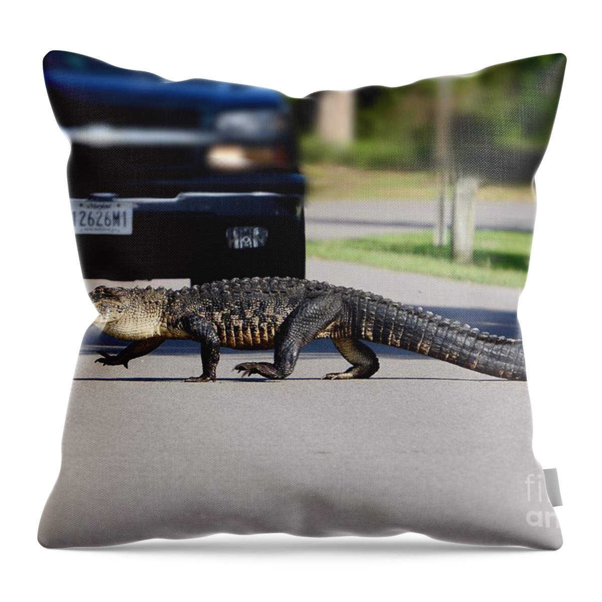 Alligator Throw Pillow featuring the photograph Hey I'm Walkin Here by Kathy Baccari