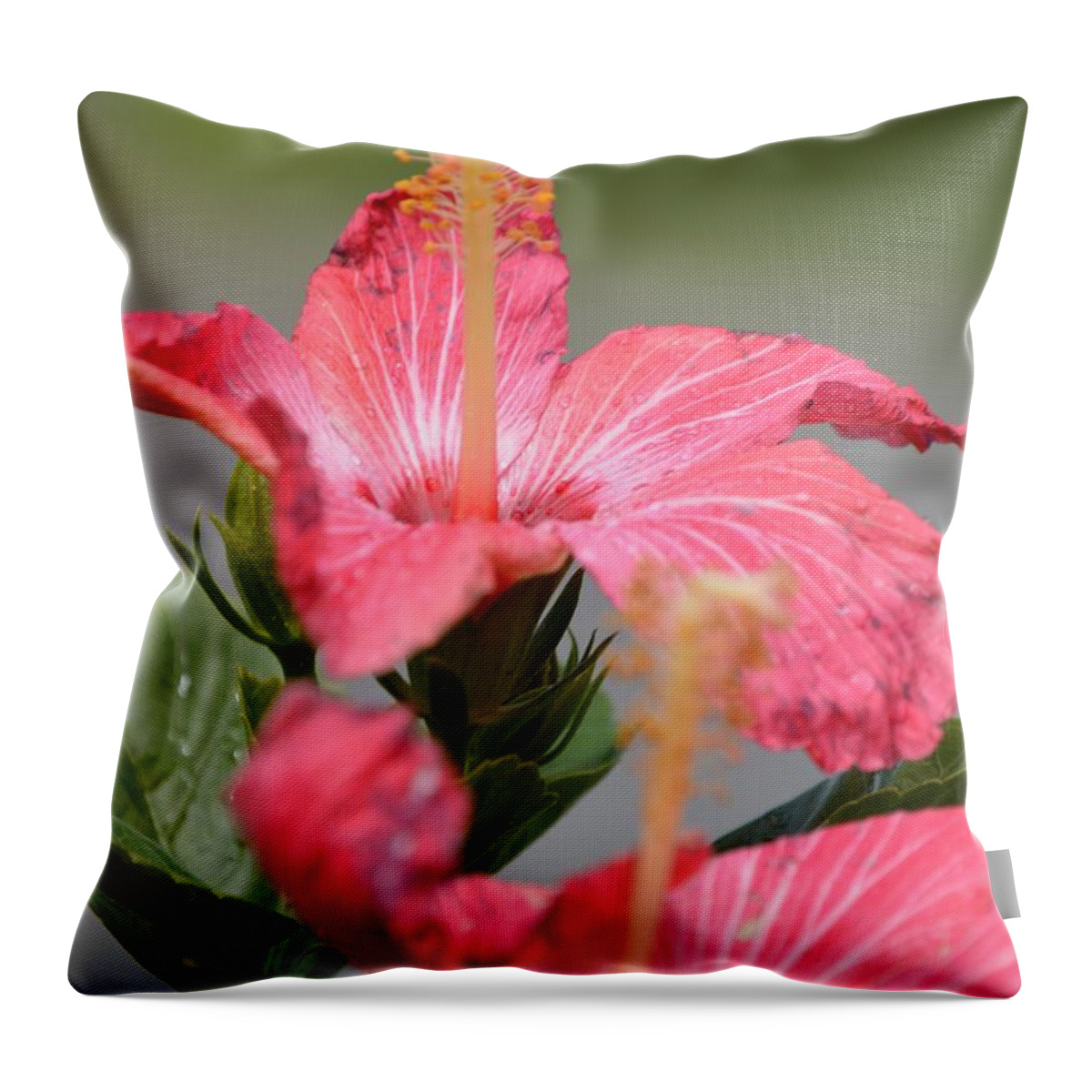 Pink Throw Pillow featuring the photograph Hibiscus by Lynellen Nielsen