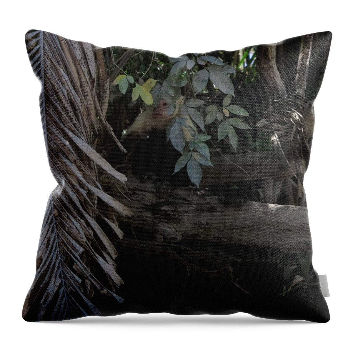 Capuchin Throw Pillow featuring the photograph Hiding by Jessica Myscofski